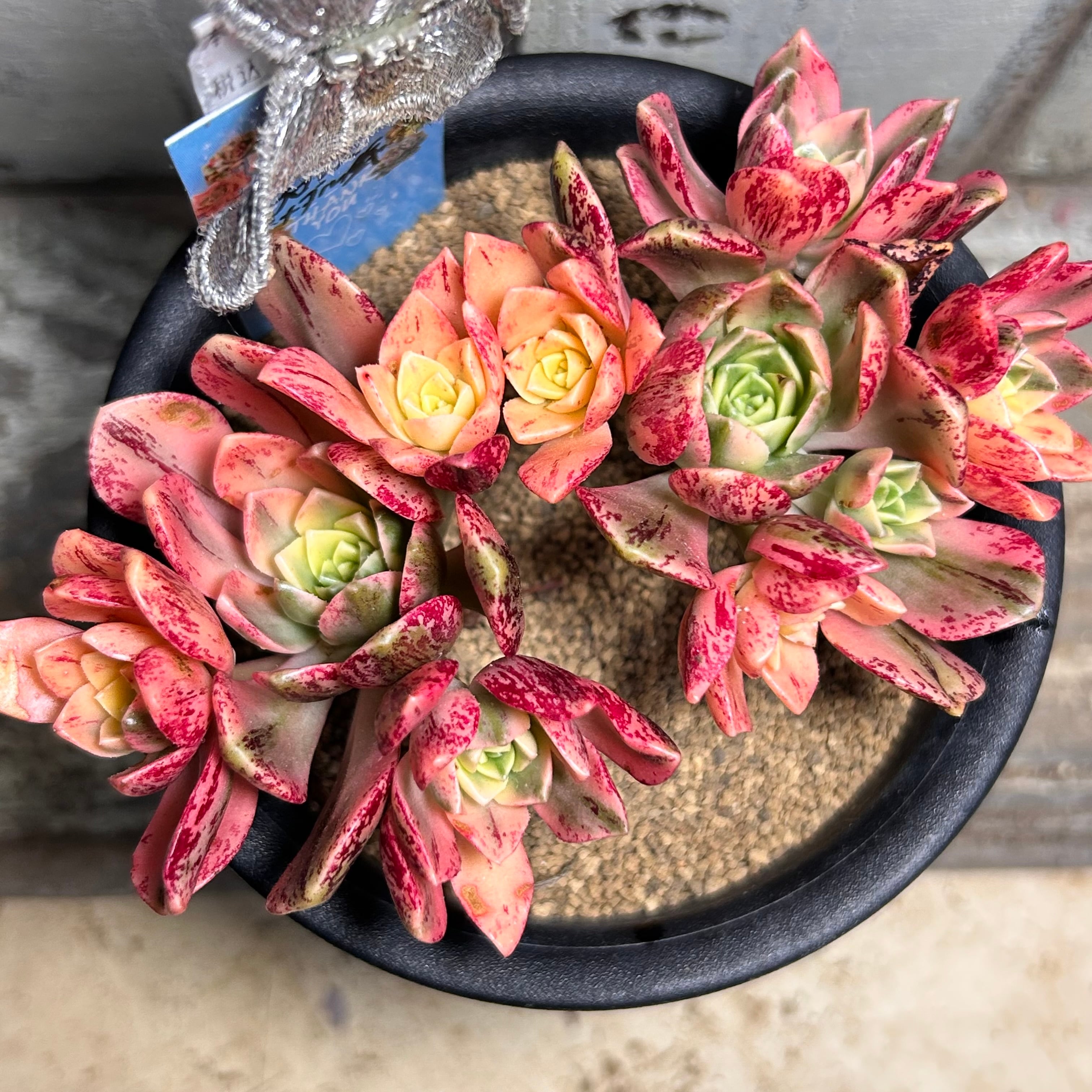 錦 | RuPo 多肉植物専門店