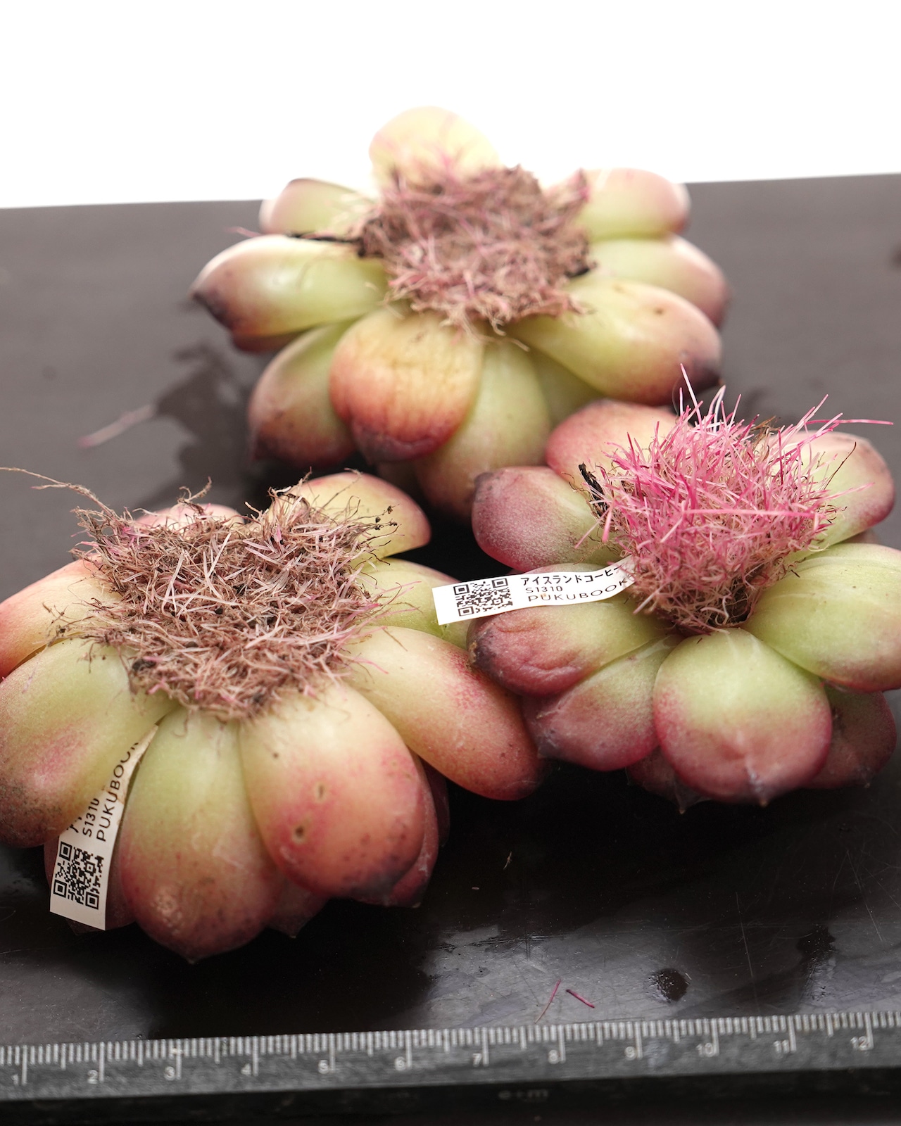 発根済カット苗 アイスランドコーヒー Echeveria 'Iceland Coffee'