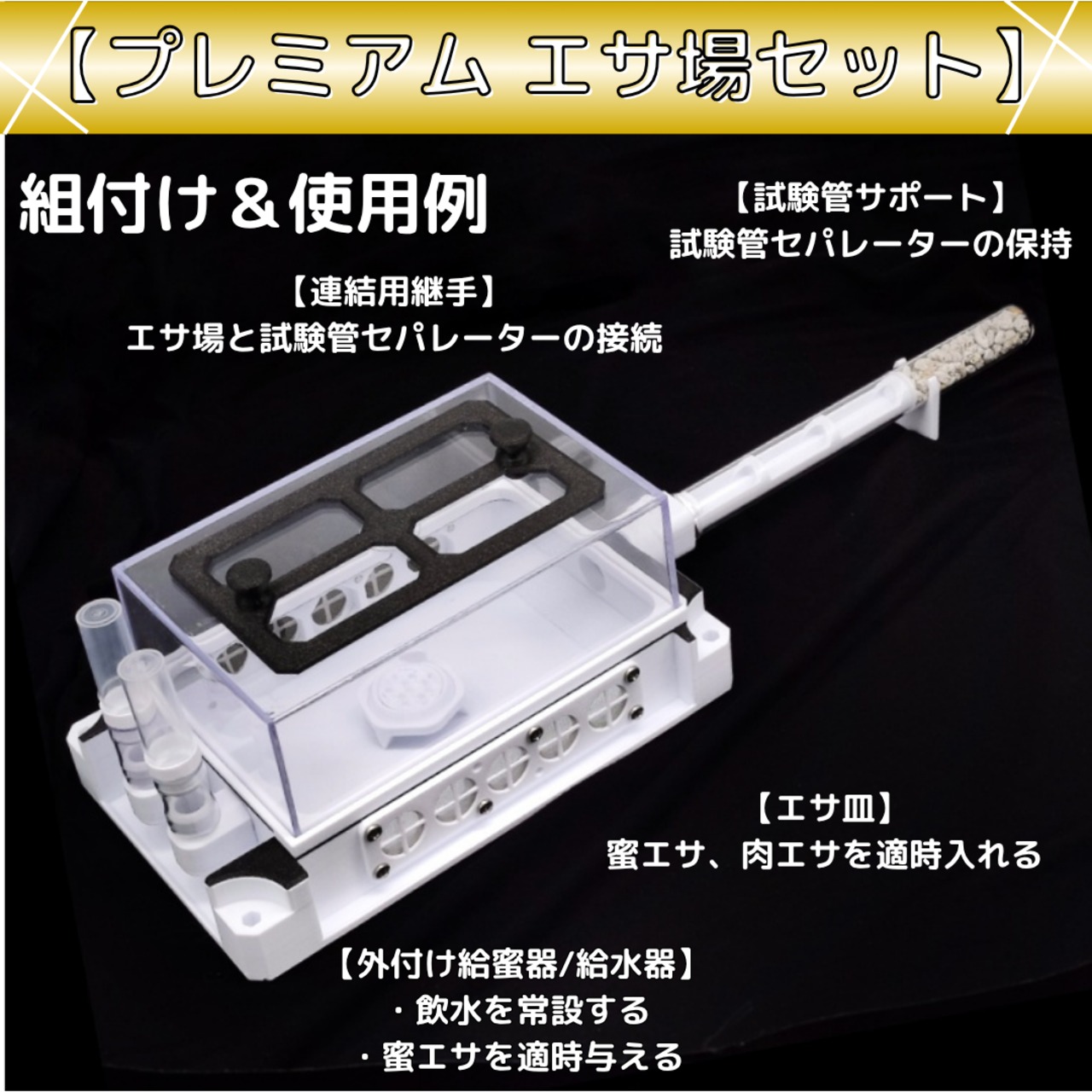 クロナガアリ｜女王3匹｜コロニー｜Messor aciculatus