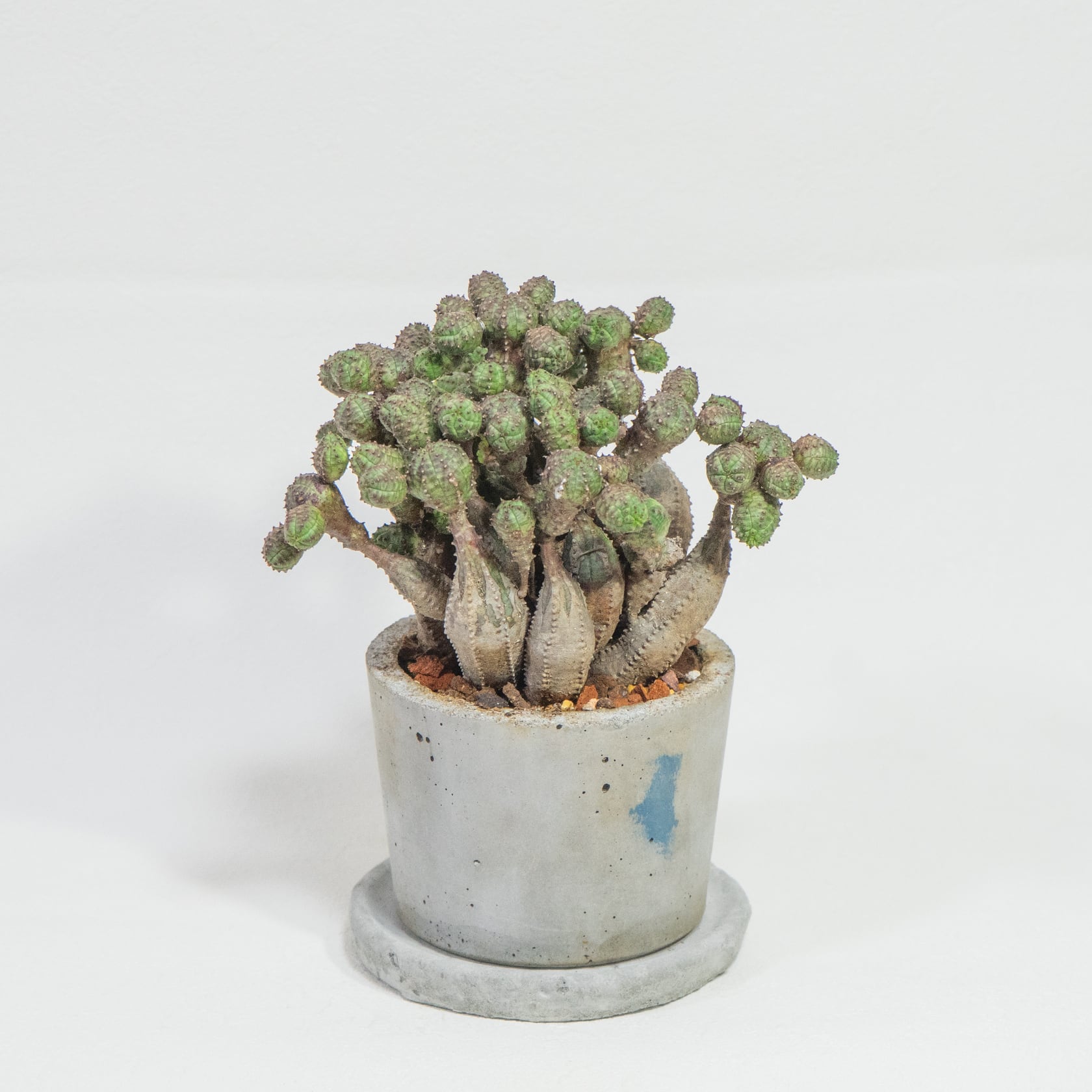 ≪ 多肉植物 ≫どんどん増える、どんどん愛おしいオベサブロウの鉢植え｜シンプルでお部屋を選ばない手作りモルタル鉢