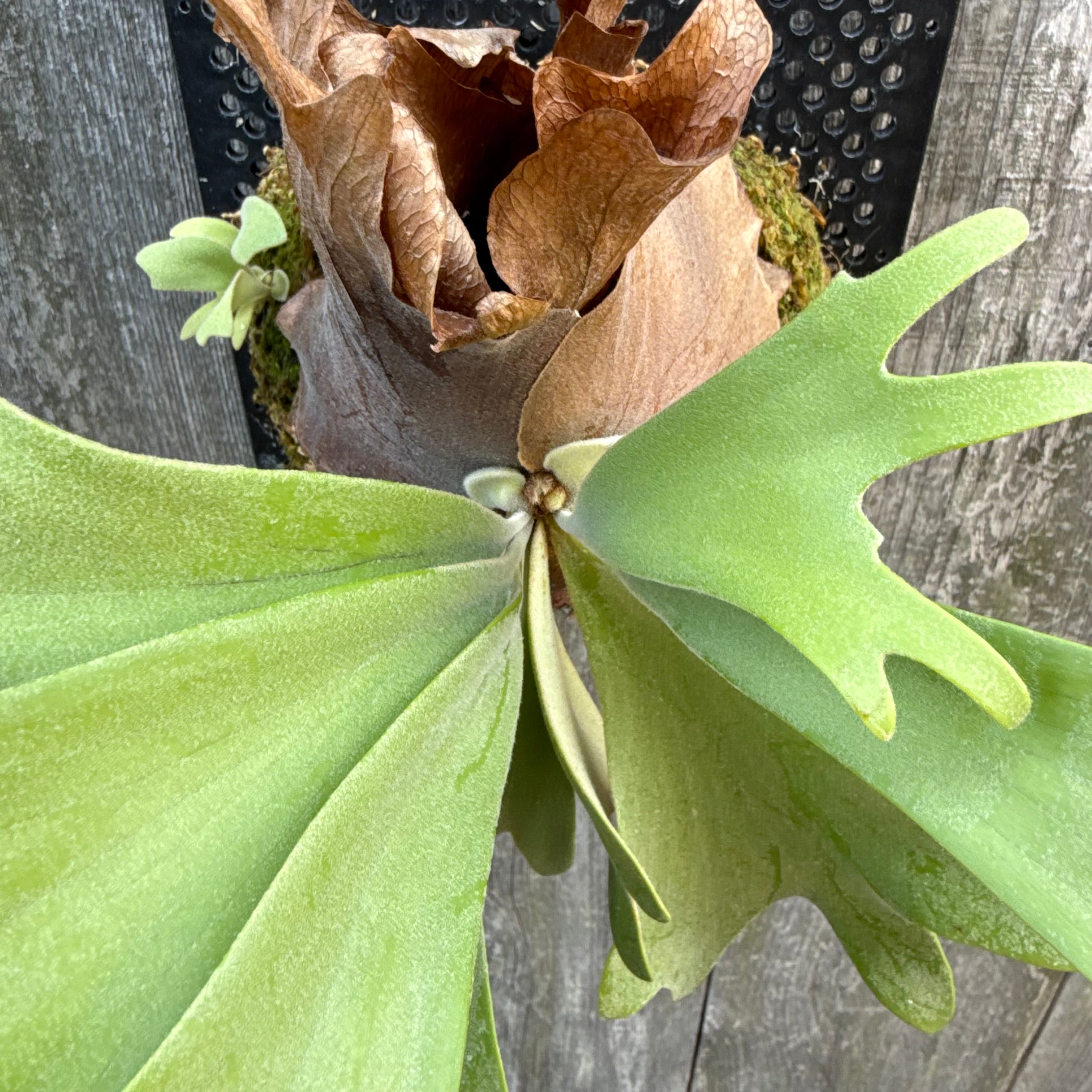 P. willinckii cv. Aplus sporelings select | naturefix