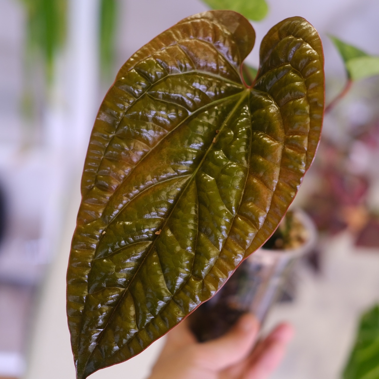 アンスリウム シリ│Anthurium Siri(A.radicans×A.dressieri)②