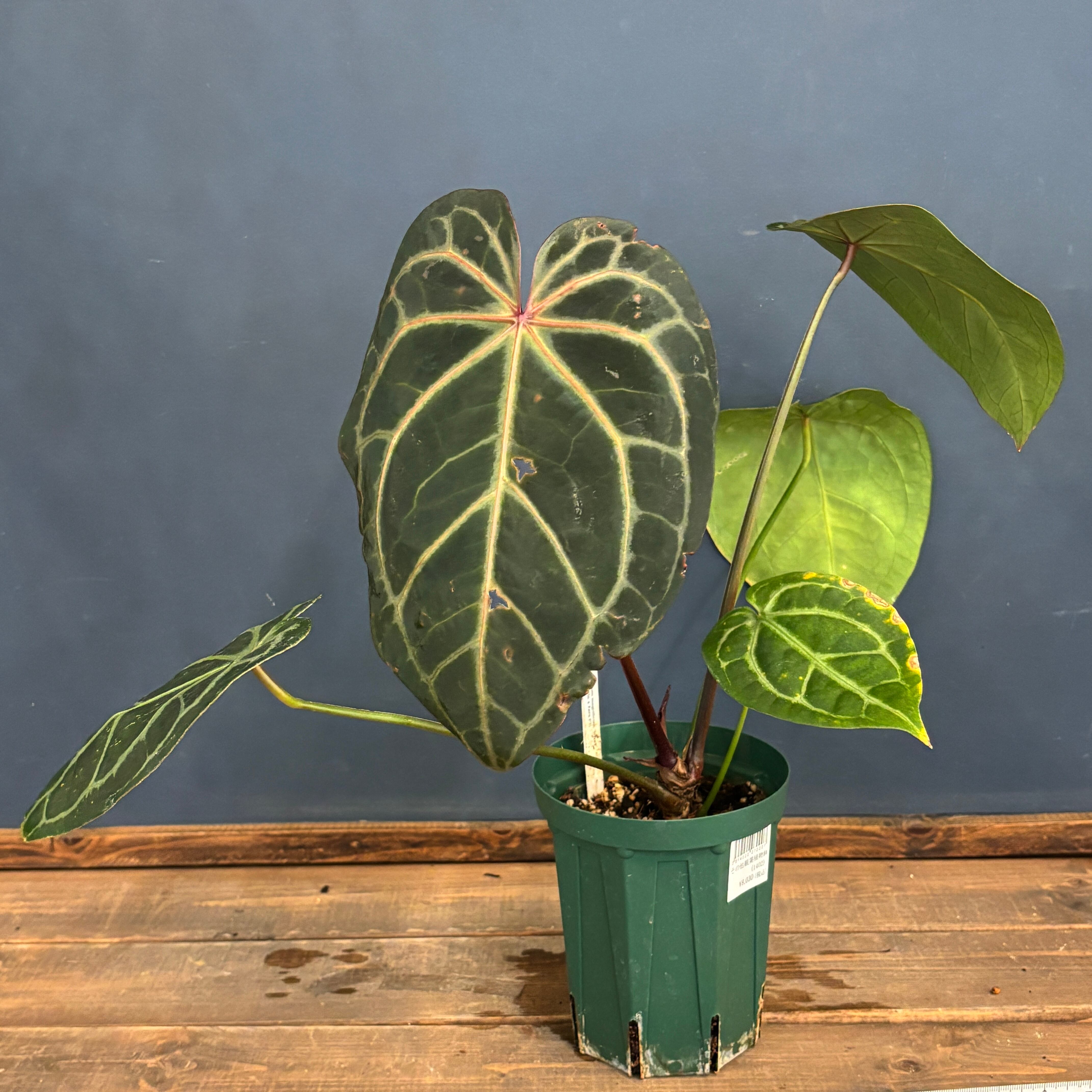 クリアランス】アンスリウム magnificam 'Silver' × (Michell × Zara