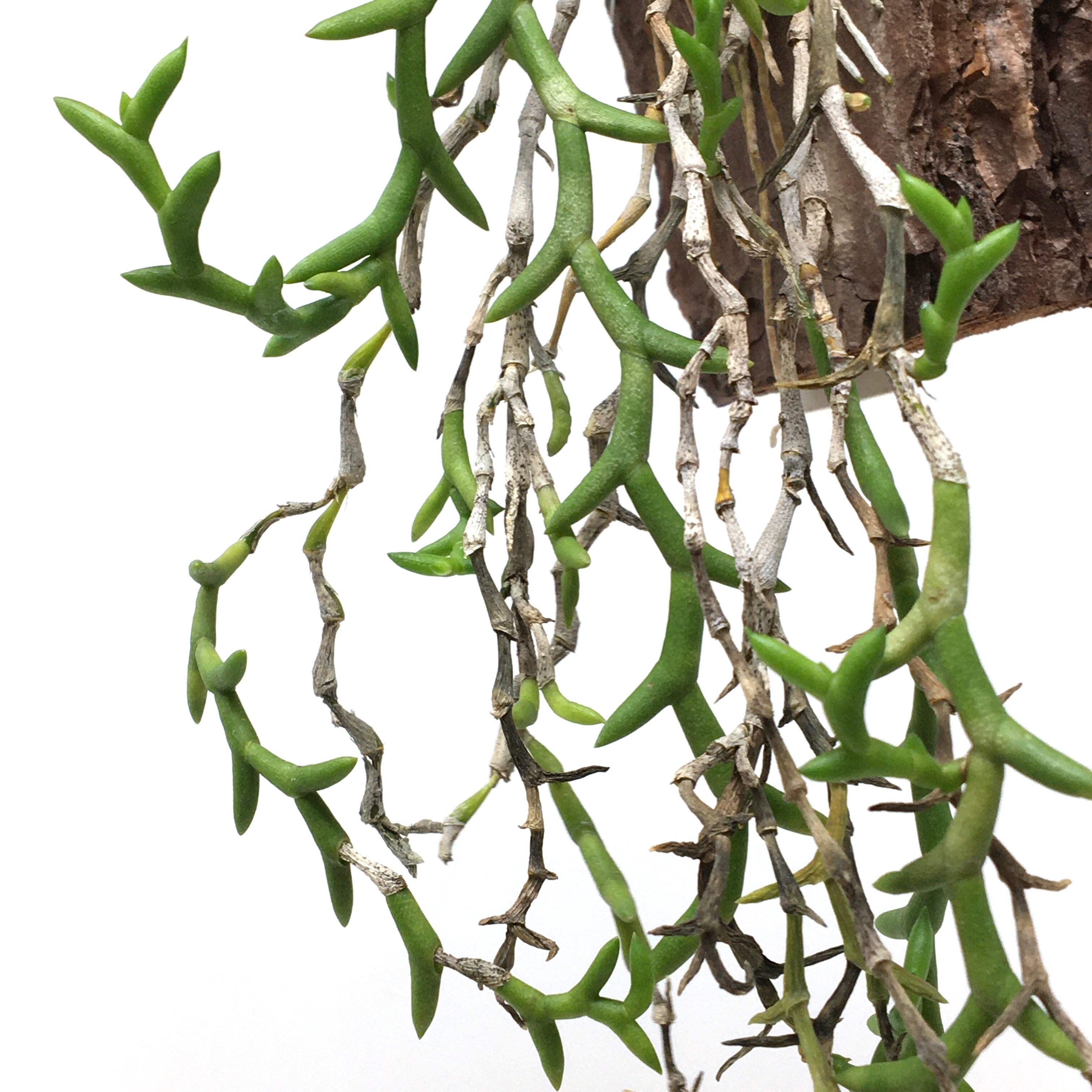 デンドロビウム アンカタム【619】