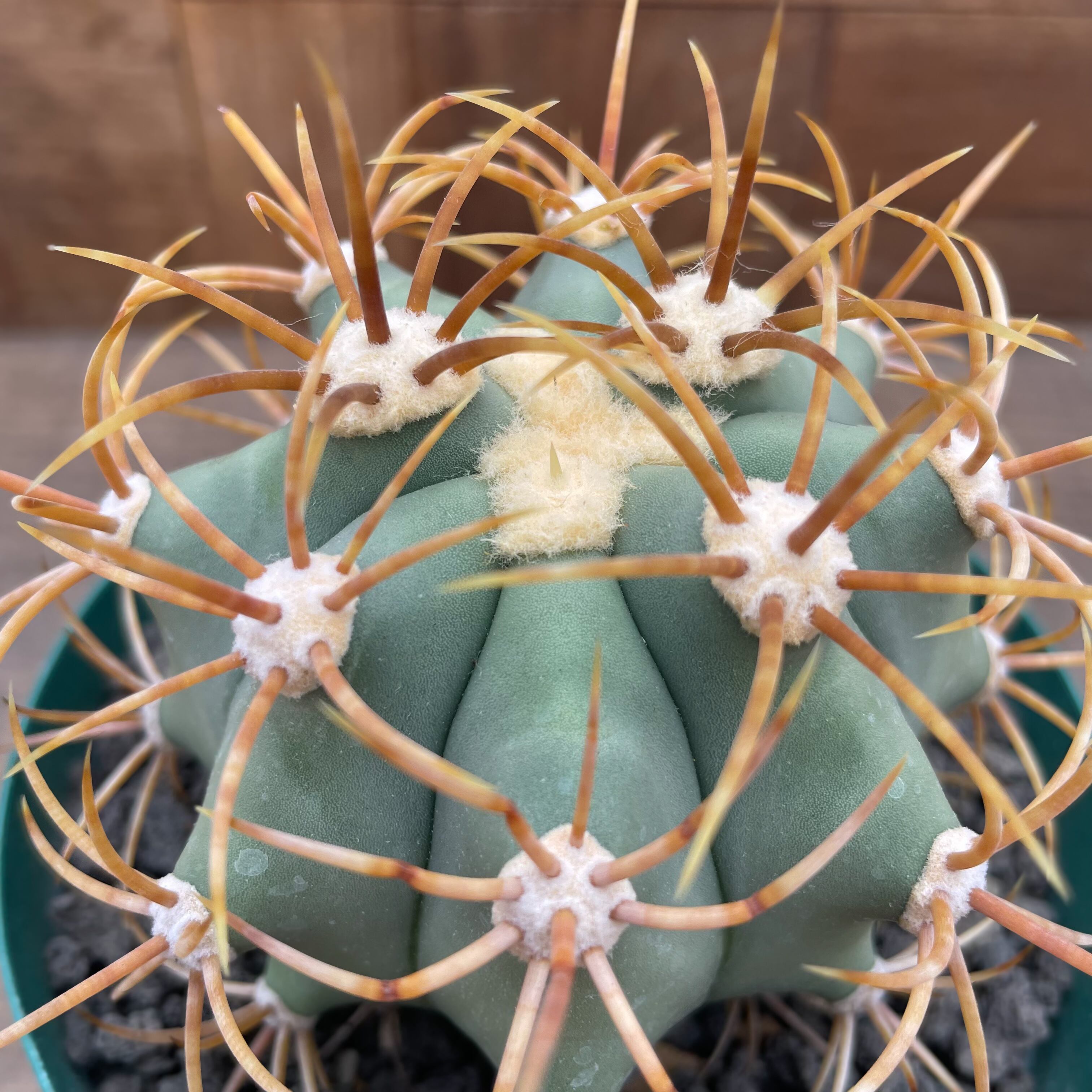 Ferocactus diguetii var.carmenensis【フェロカクタス Ferocactus diguetii var.carmenensis【フェロカクタス