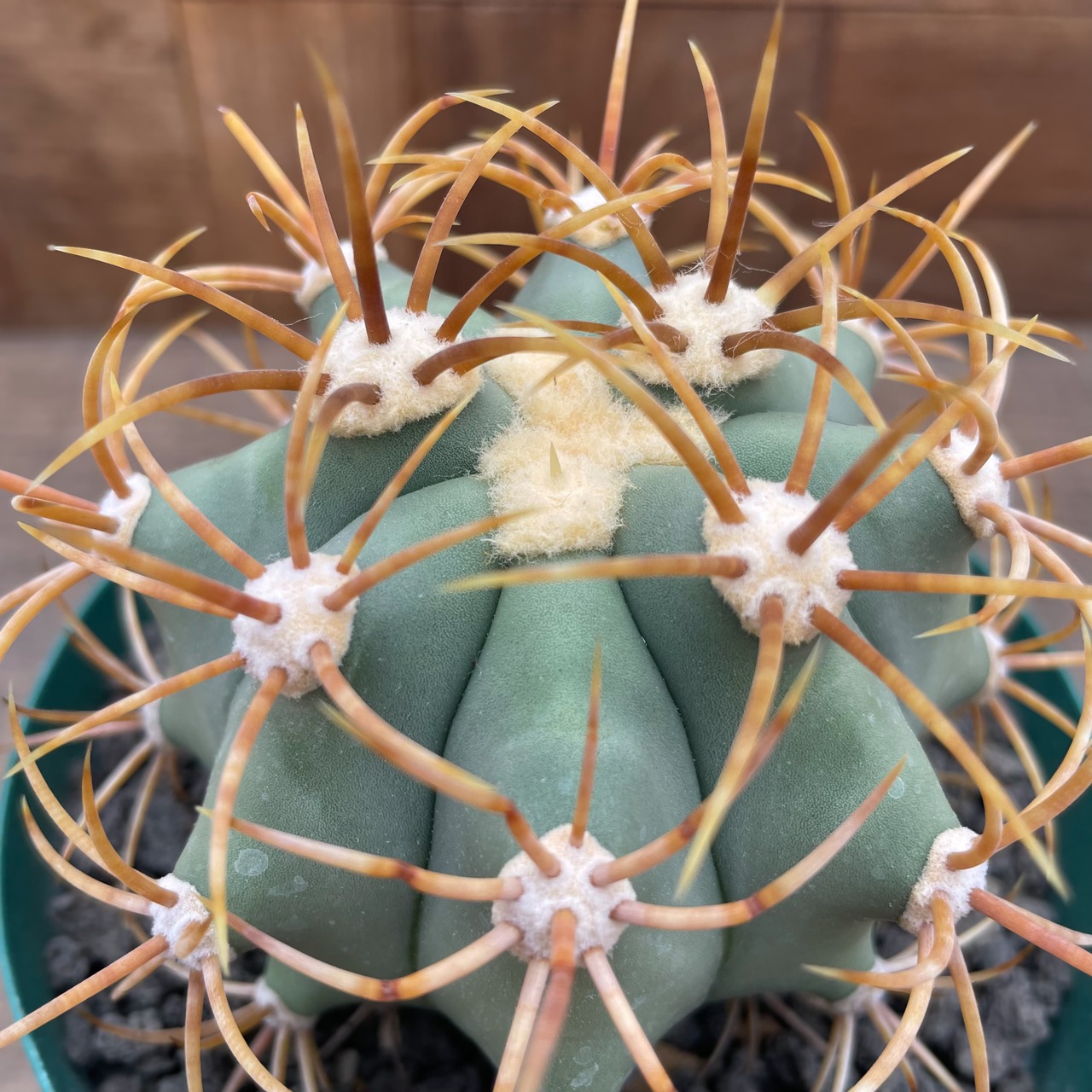 Ferocactus diguetii var.carmenensis【フェロカクタス・カルメン玉・実生】