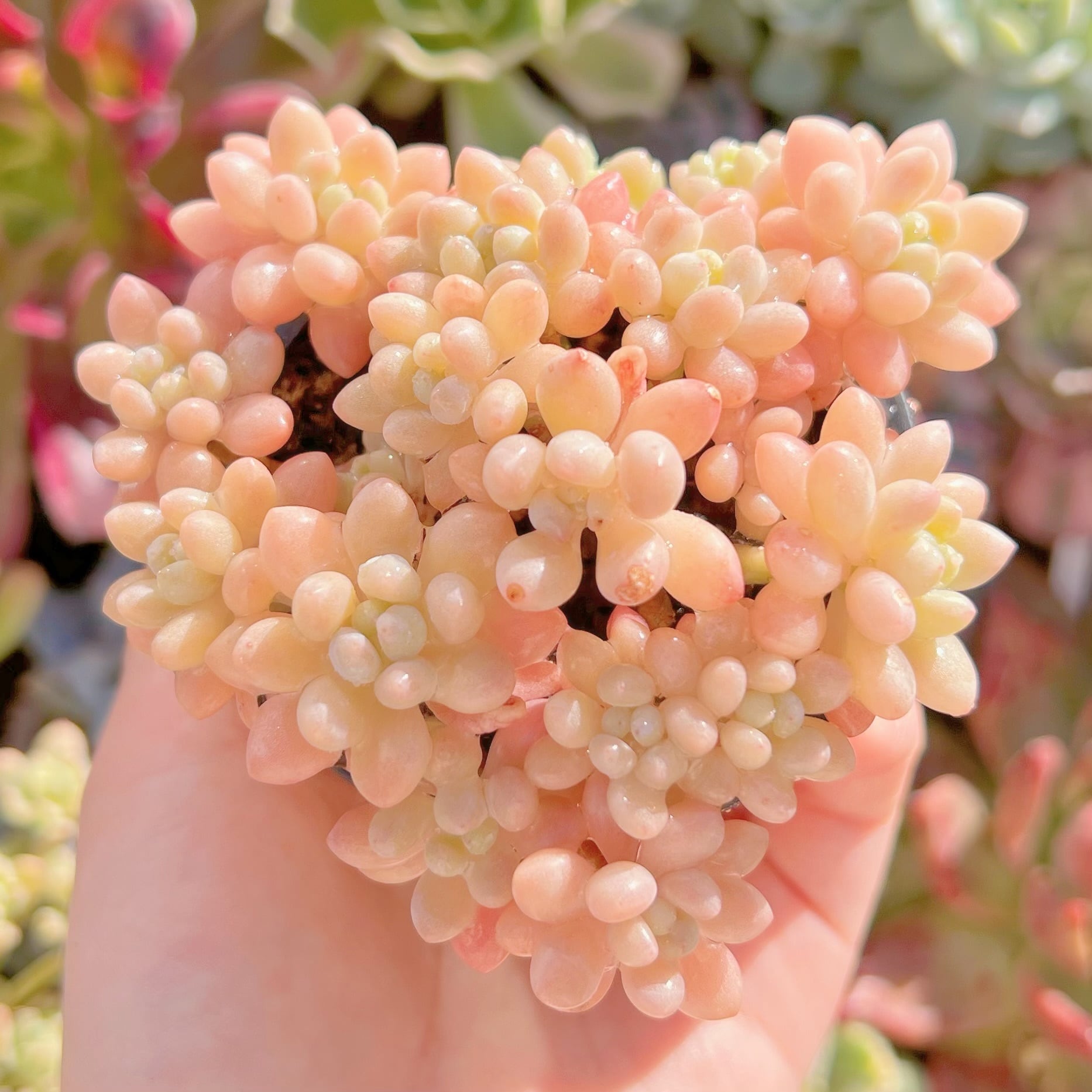 現品　ストロベリーミルク#082    群生　るる農園