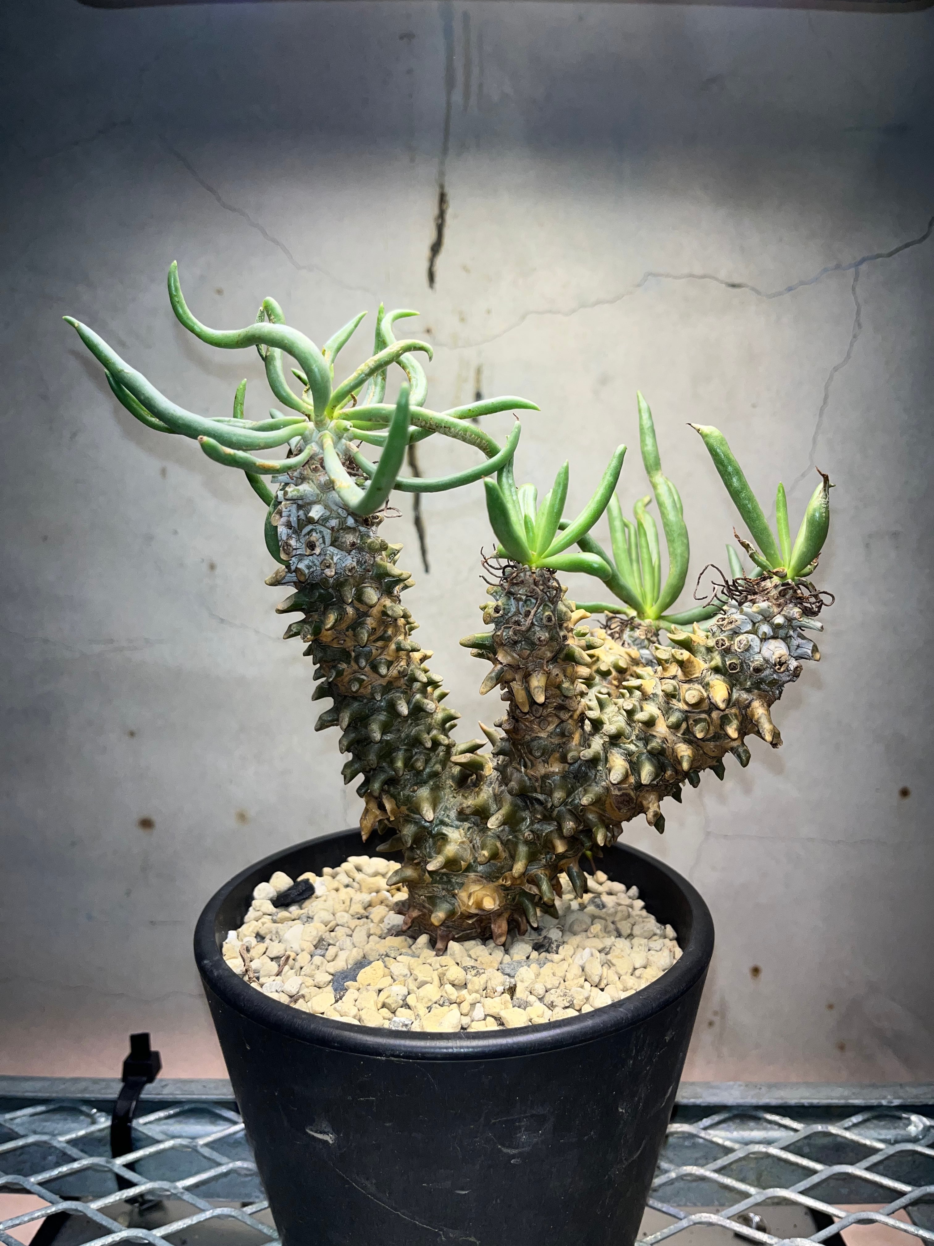 チレコドン ワリチー 大株