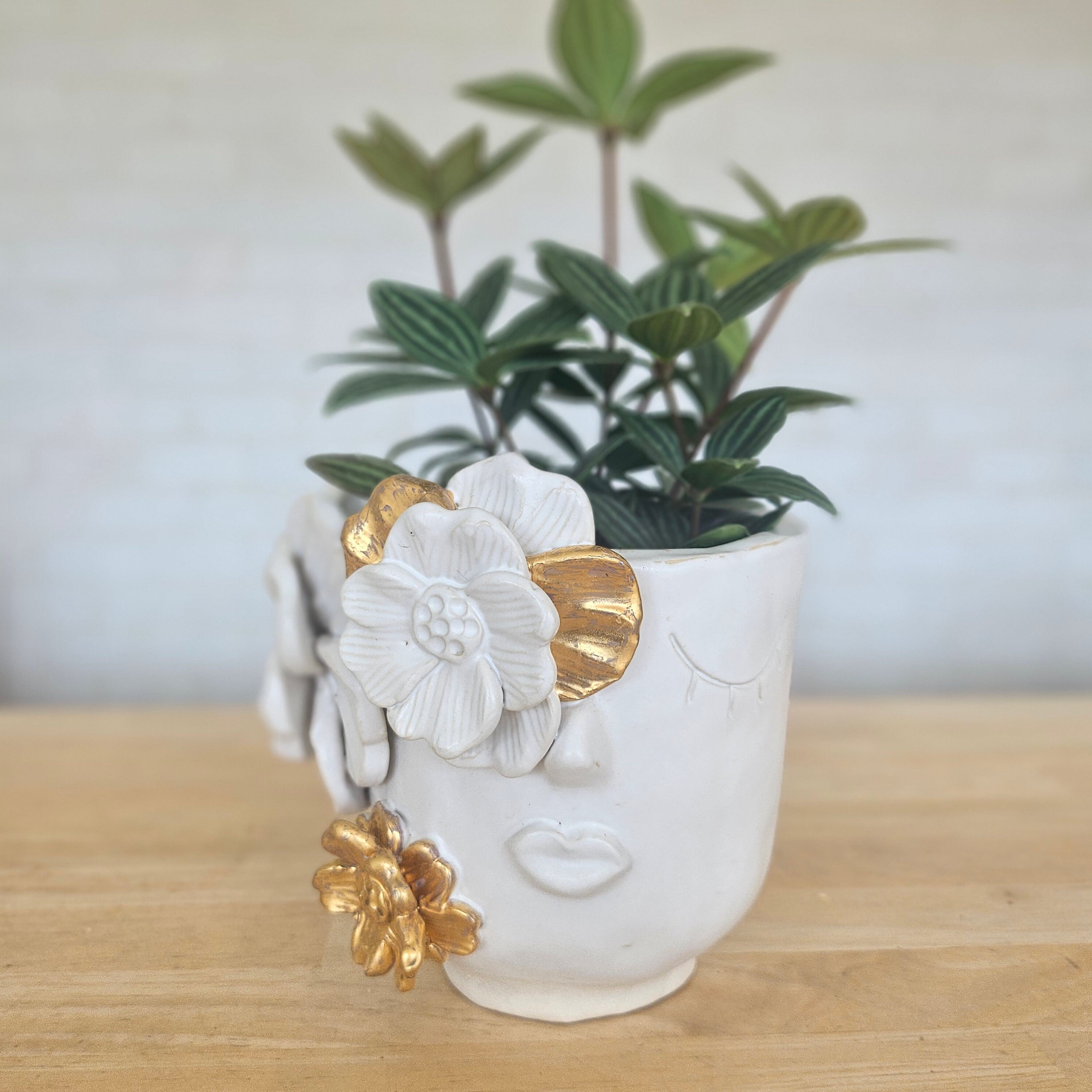 Sansevieria 'Tower Variegated' サンスベリア・タワー 斑入り | Pay ID