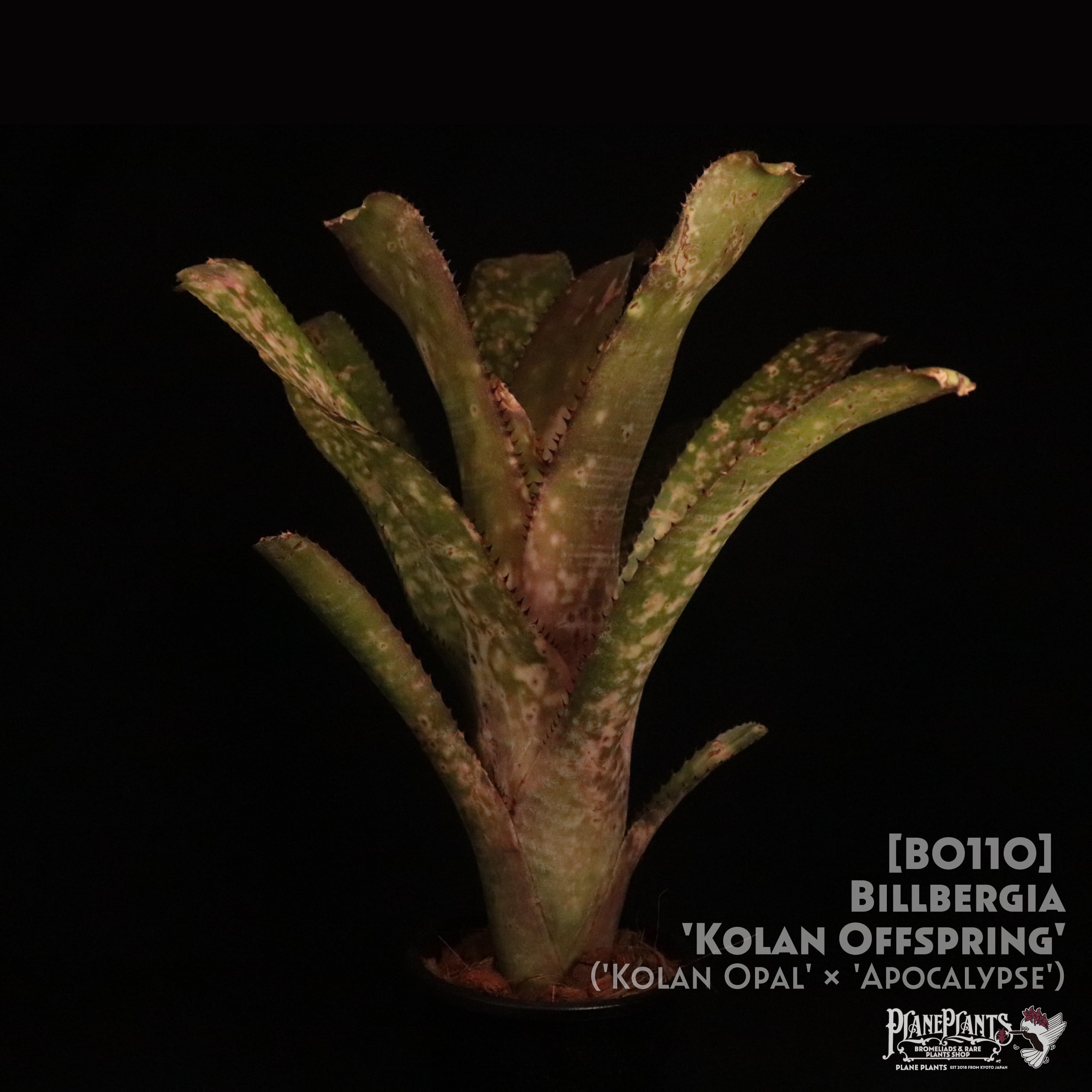 【送料無料】Billbergia 'Kolan Offspring'〔ビルベルギア〕現品発送B0110