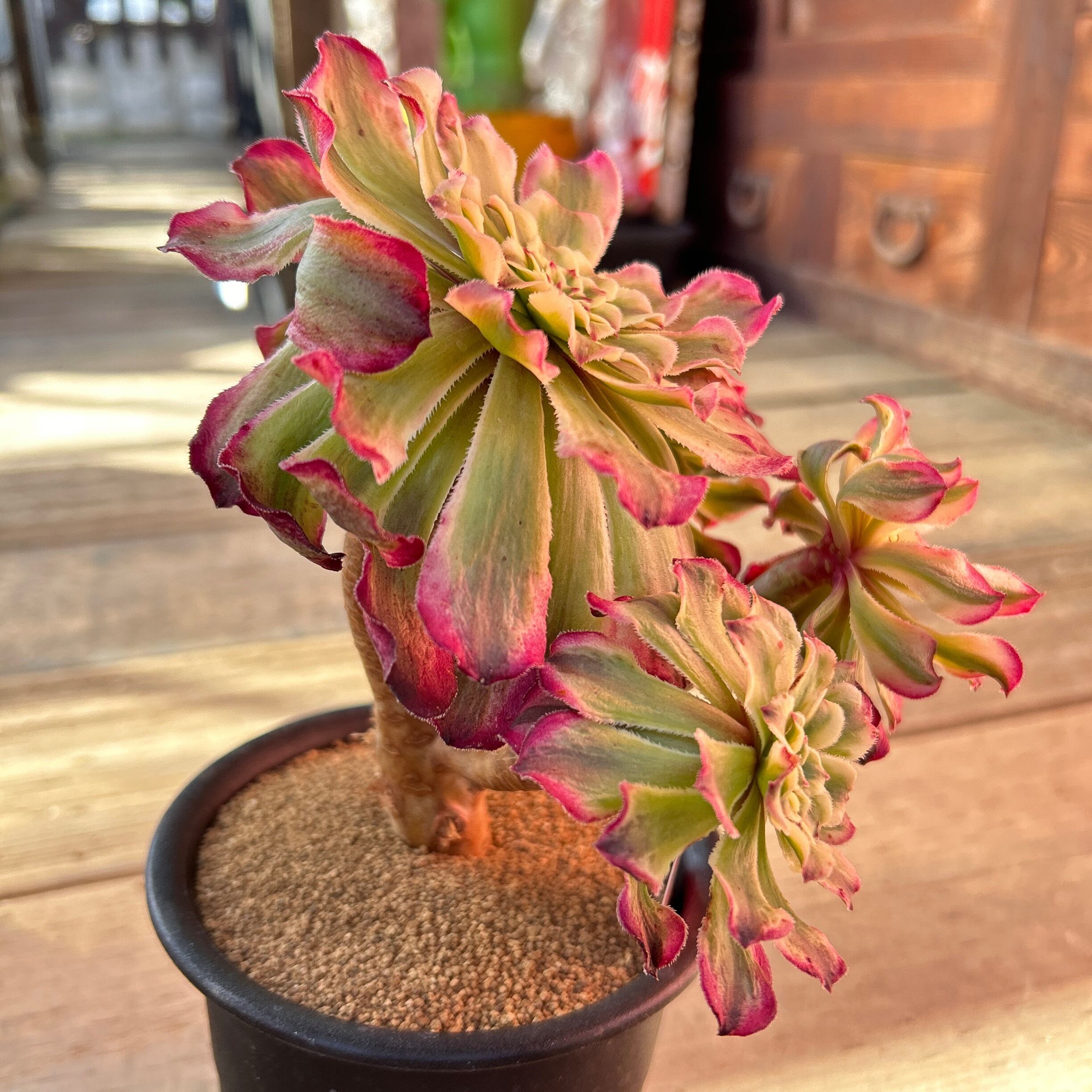 水彩画 アエオニウム | RuPo 多肉植物専門店