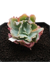 カット苗 アクエリアス Echeveria 'Lady Aquarius'