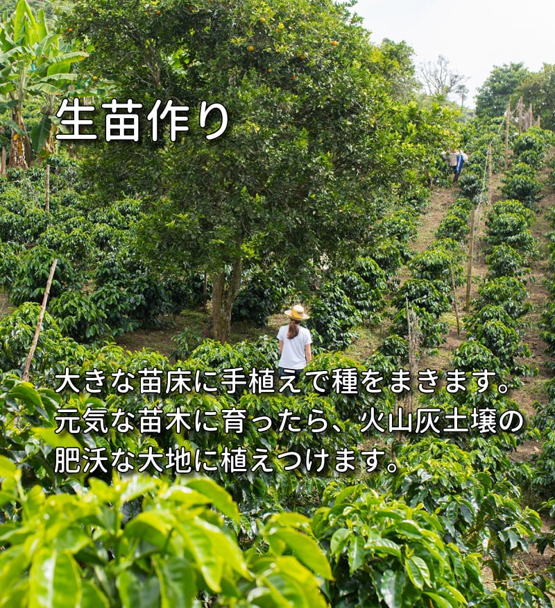 松阪グリーンコーヒー30杯分 | やさしい野菜屋さん