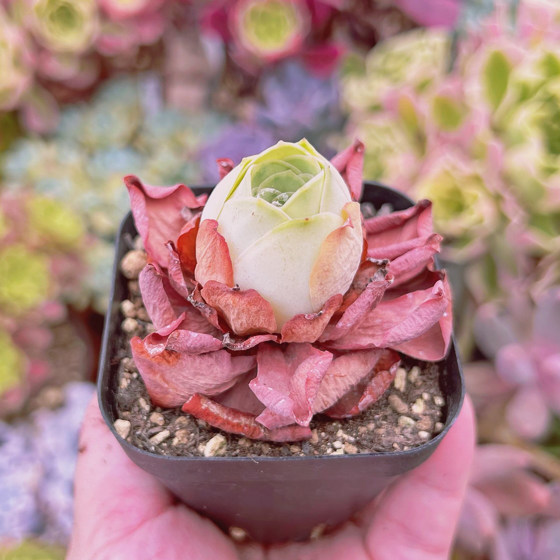 多肉植物♡ご確認用♡ 2009現物 多肉植物 グリノービア タマゴ 抜き苗 | るる農園~多肉植物専門