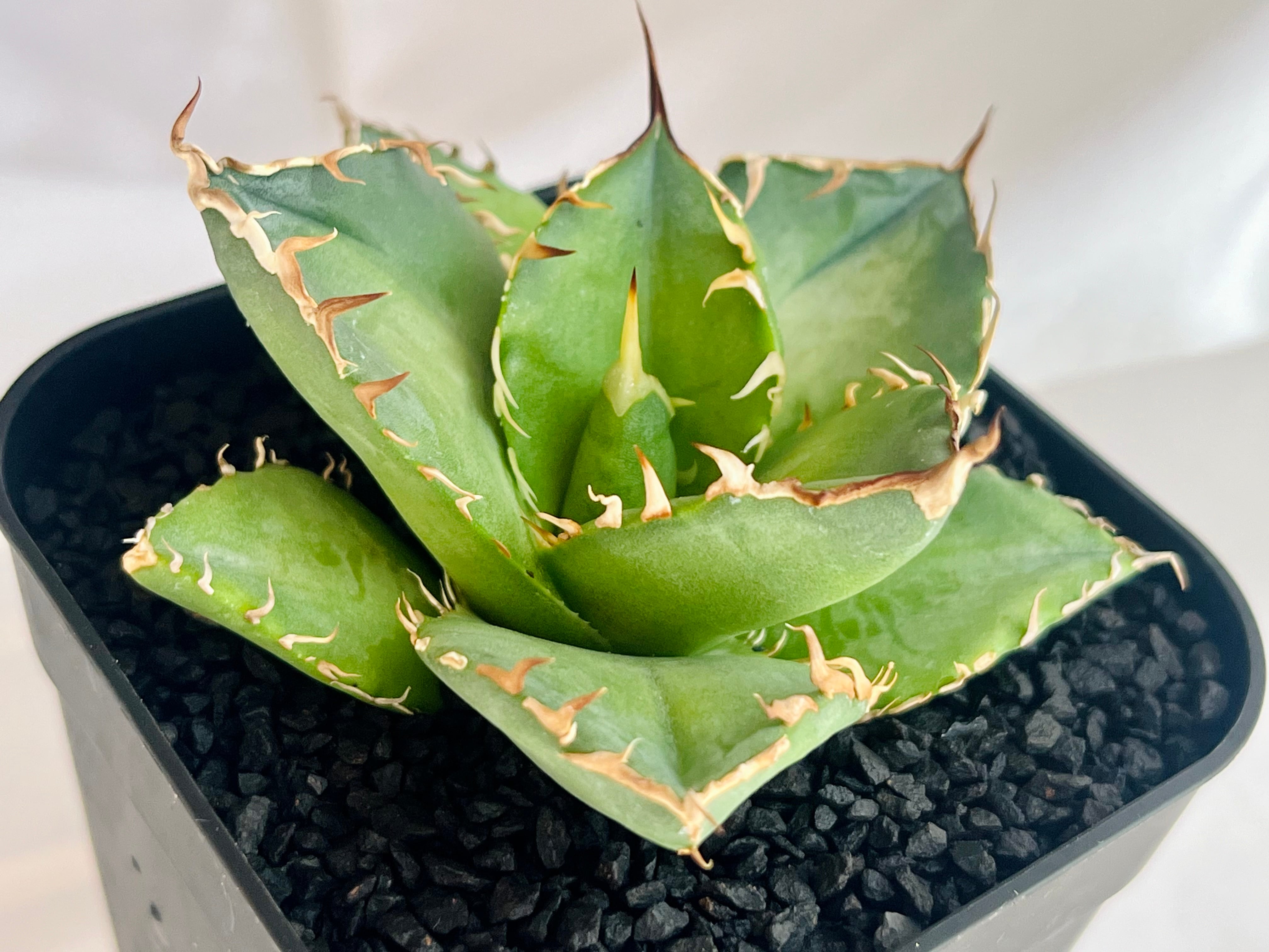 24個アガベチタノタFO-076‼️400*24 Agave titanota アガベ チタノタ FO-076 多肉植物 | plants MARU