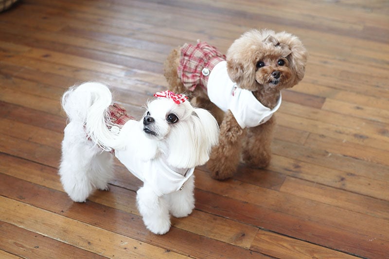 CLASSIC SCHOOLワンピース / 犬服 ワンピース お出かけ 小型犬 中型犬 可愛い ドッグウェア 犬の服 ドレス お揃い