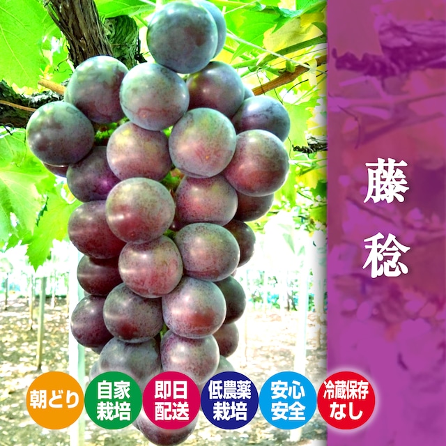 『朝どり発送・冷蔵保存なし』勝沼産藤稔(ふじみのり)2kg種無し