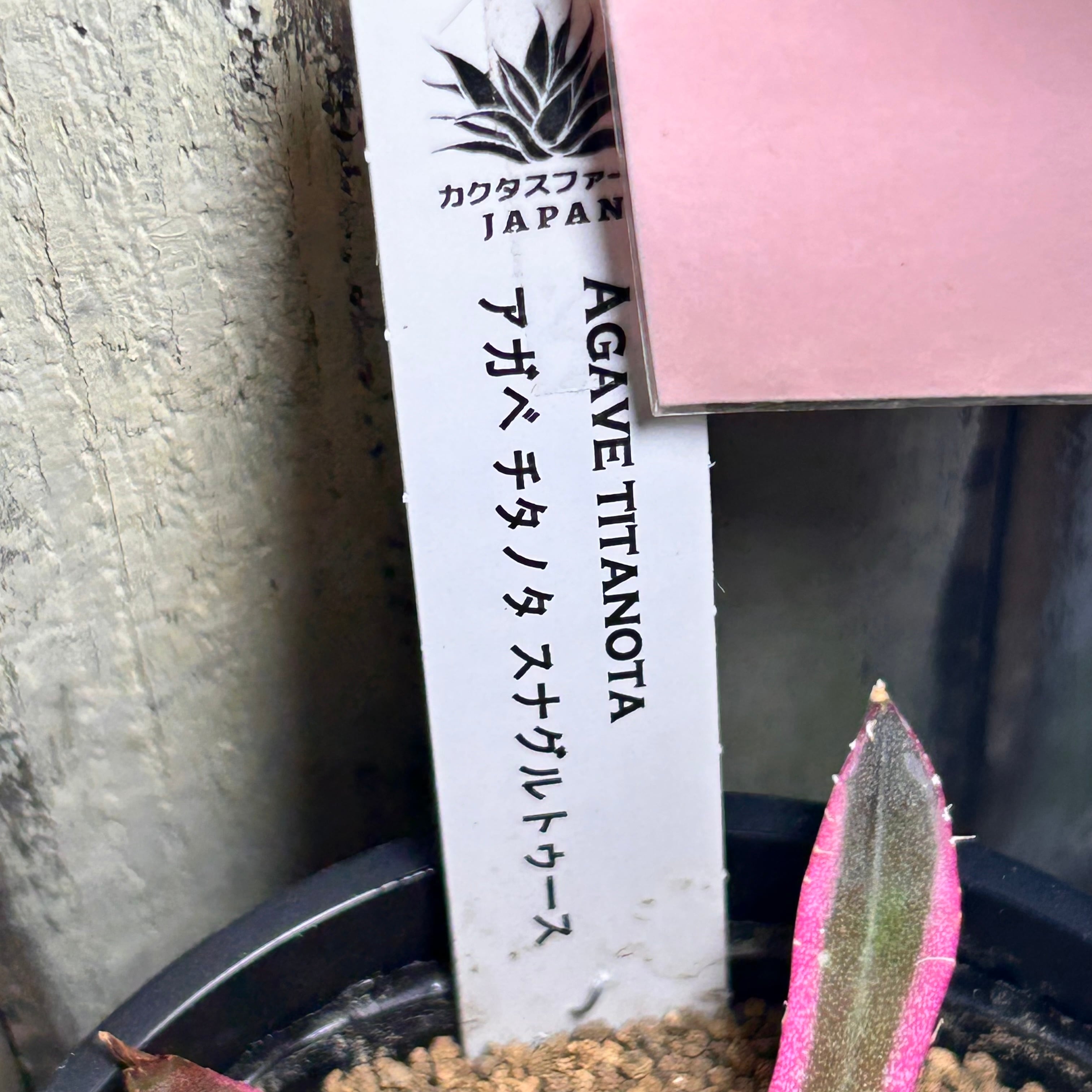 T)アガベ チタノタ スナグルトゥース | RuPo 多肉植物専門店