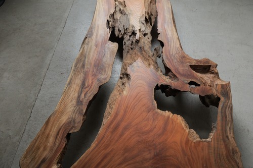欅　Zelkova