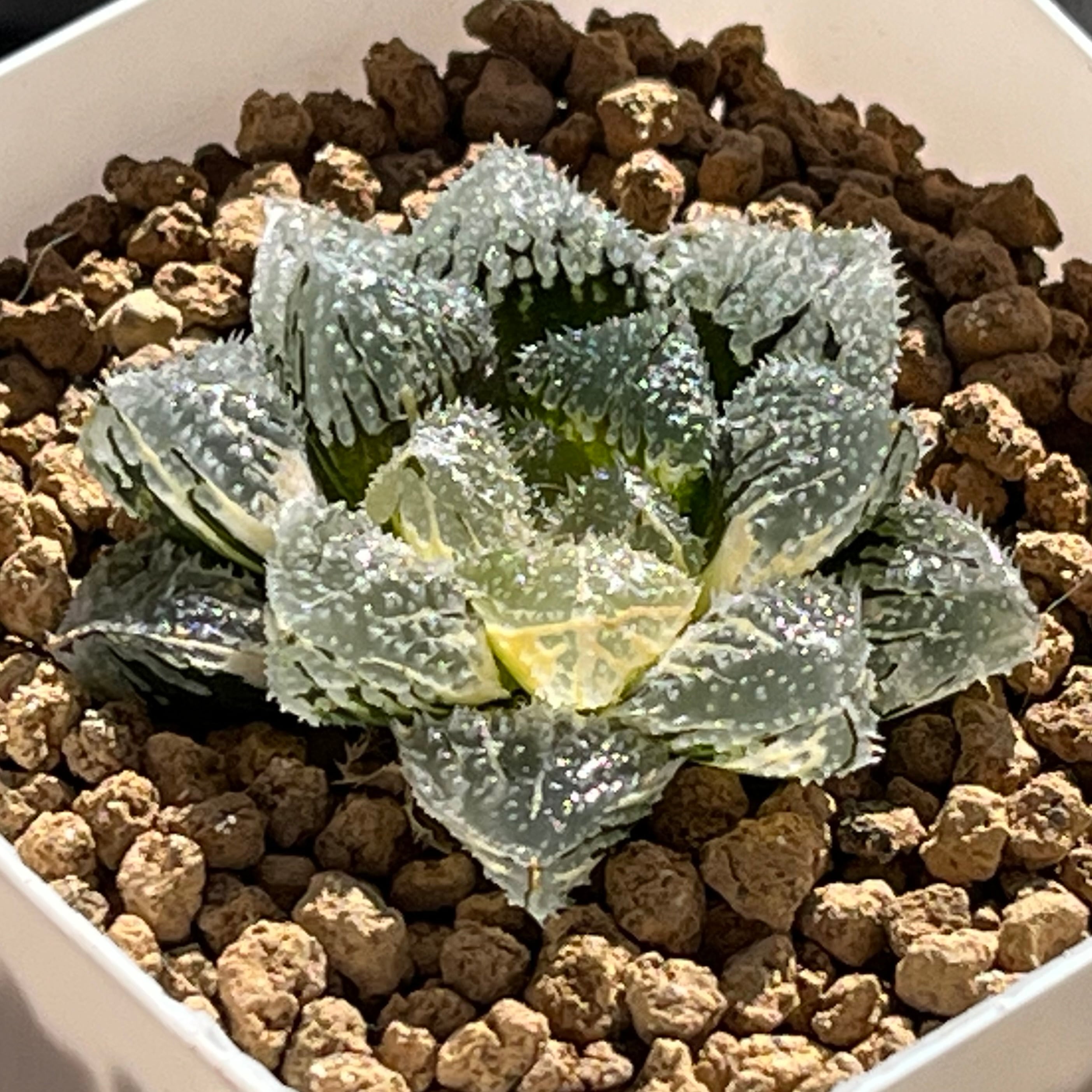 ハオルチア 親指姫錦 | mocono_plants