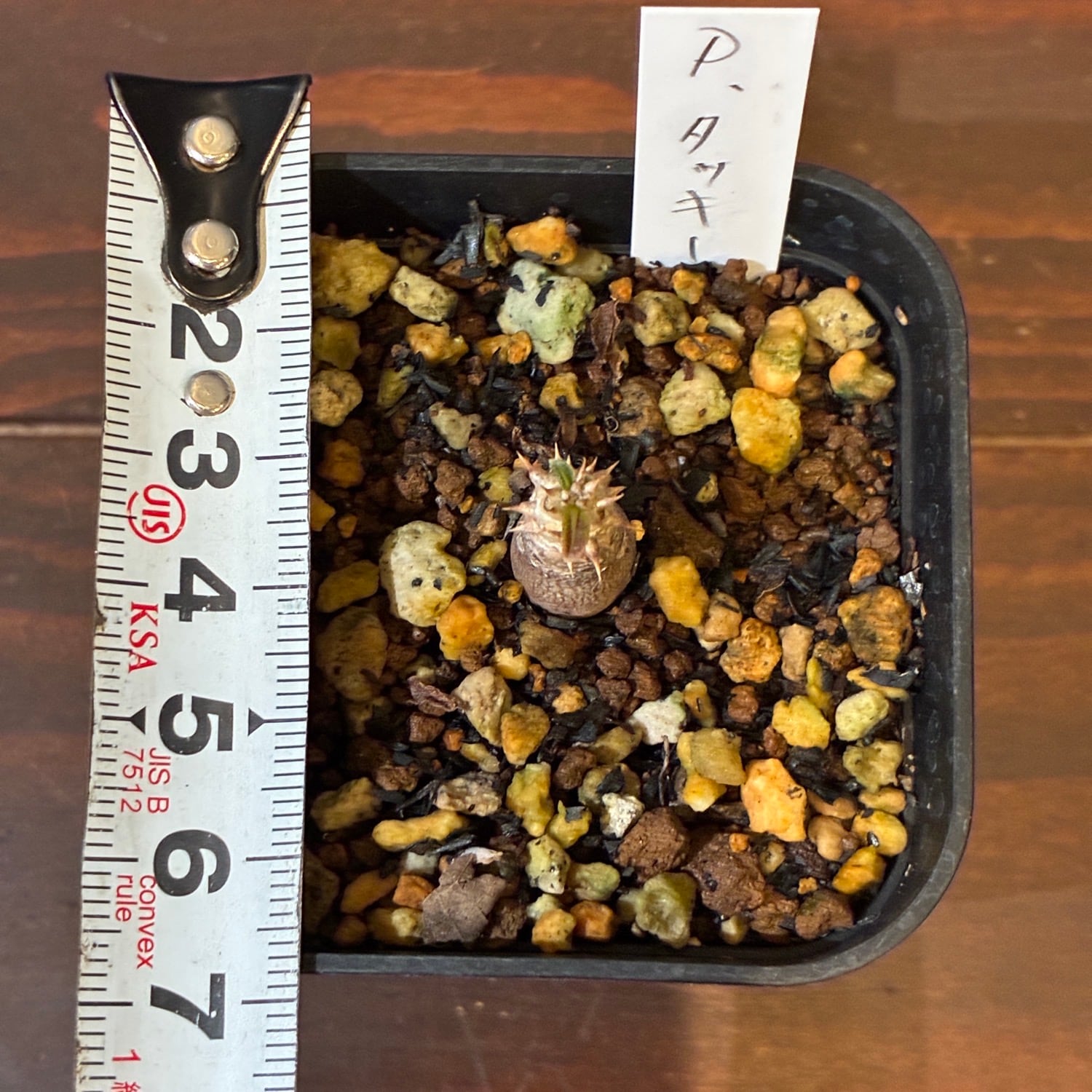 新着3日限定10%OFF】パキポディウム タッキー【088】 | PROTOLEAF