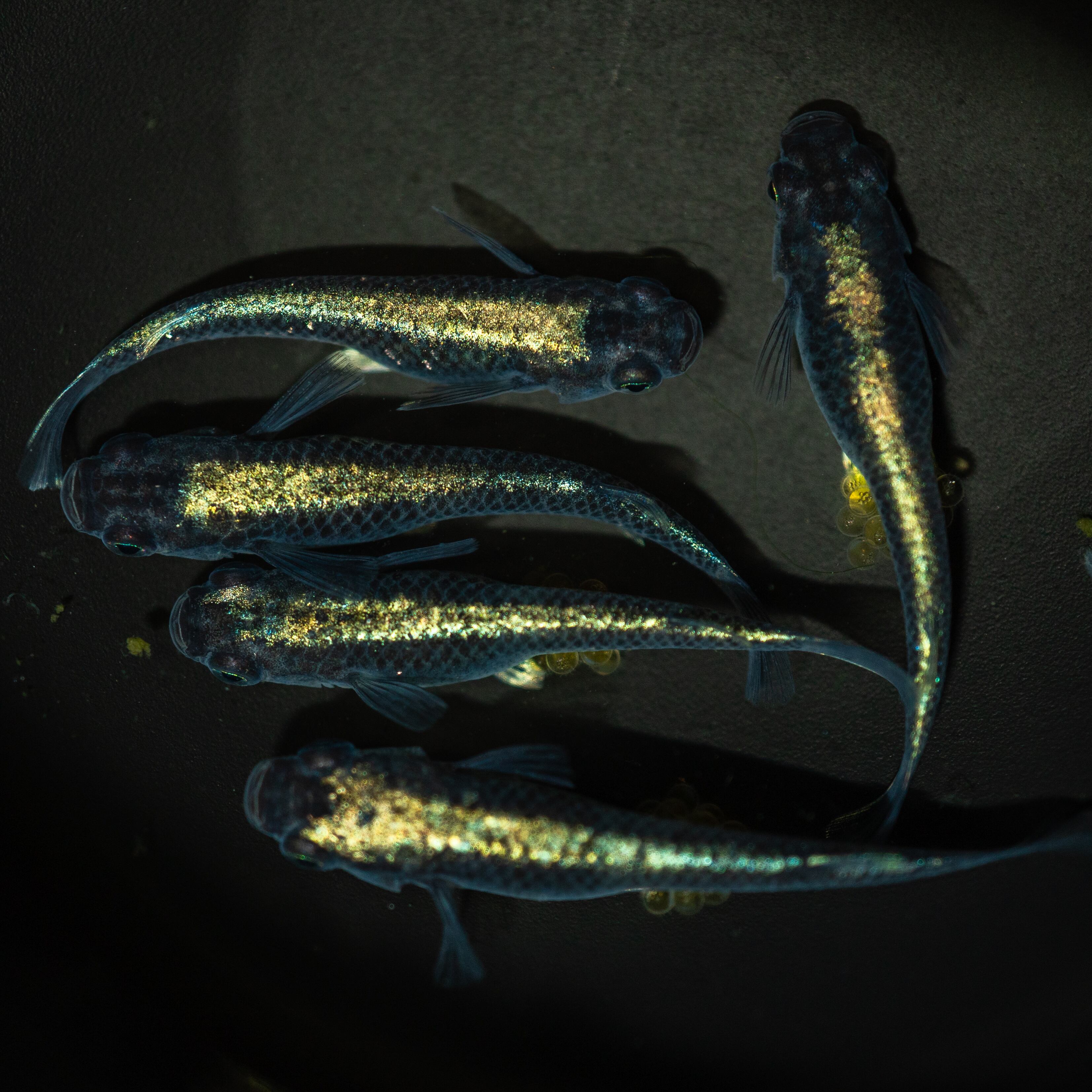 黒幹之　松井ヒレ長　極み オス2 メス2 (現物出品) ikahoff G-1206-1250-a カブキ系統 黒幹之 （2ペア＋１匹 5匹）Mサイズ2025年生まれ | Pay ID