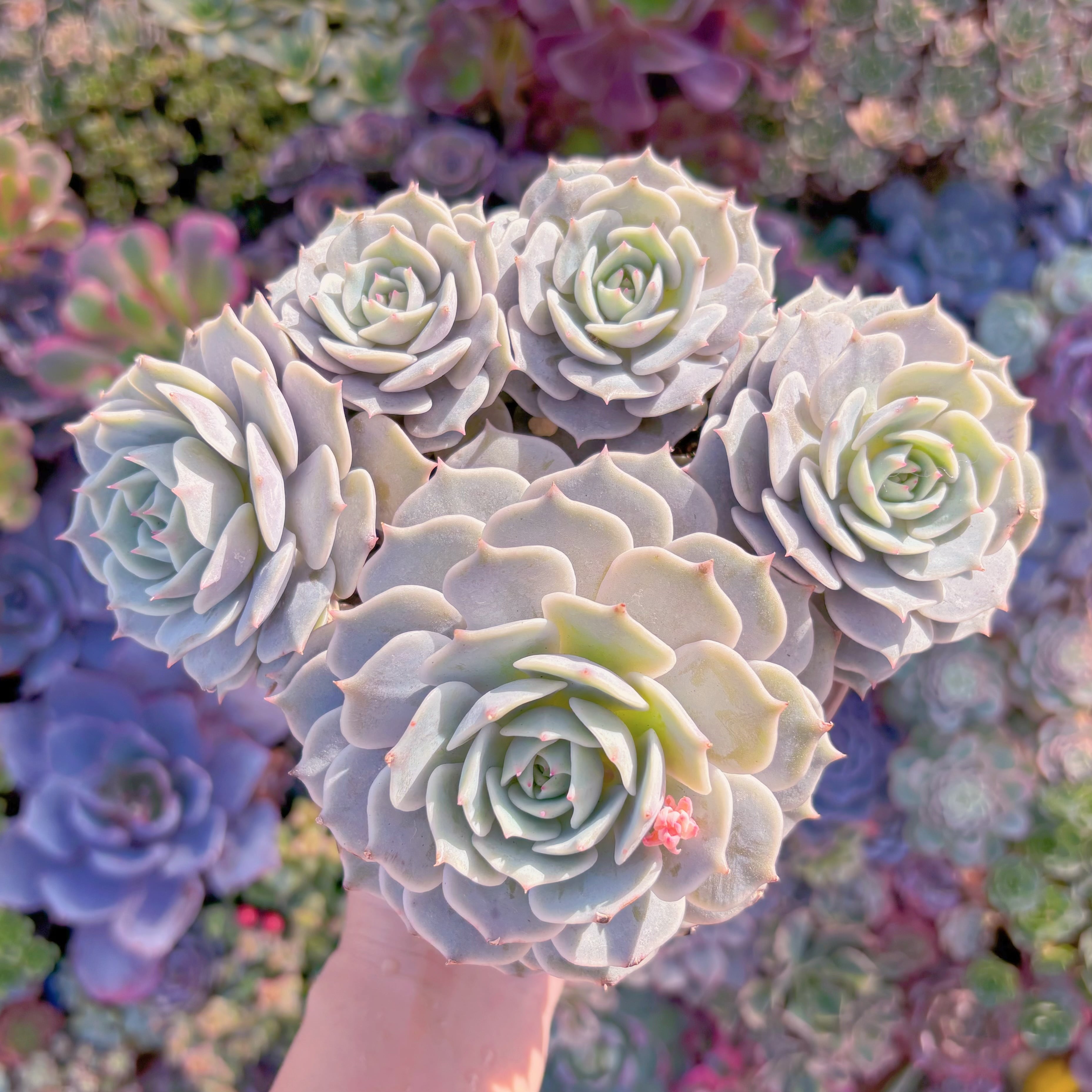 現品　ローラ#543　特大群生　新入荷　るる農園