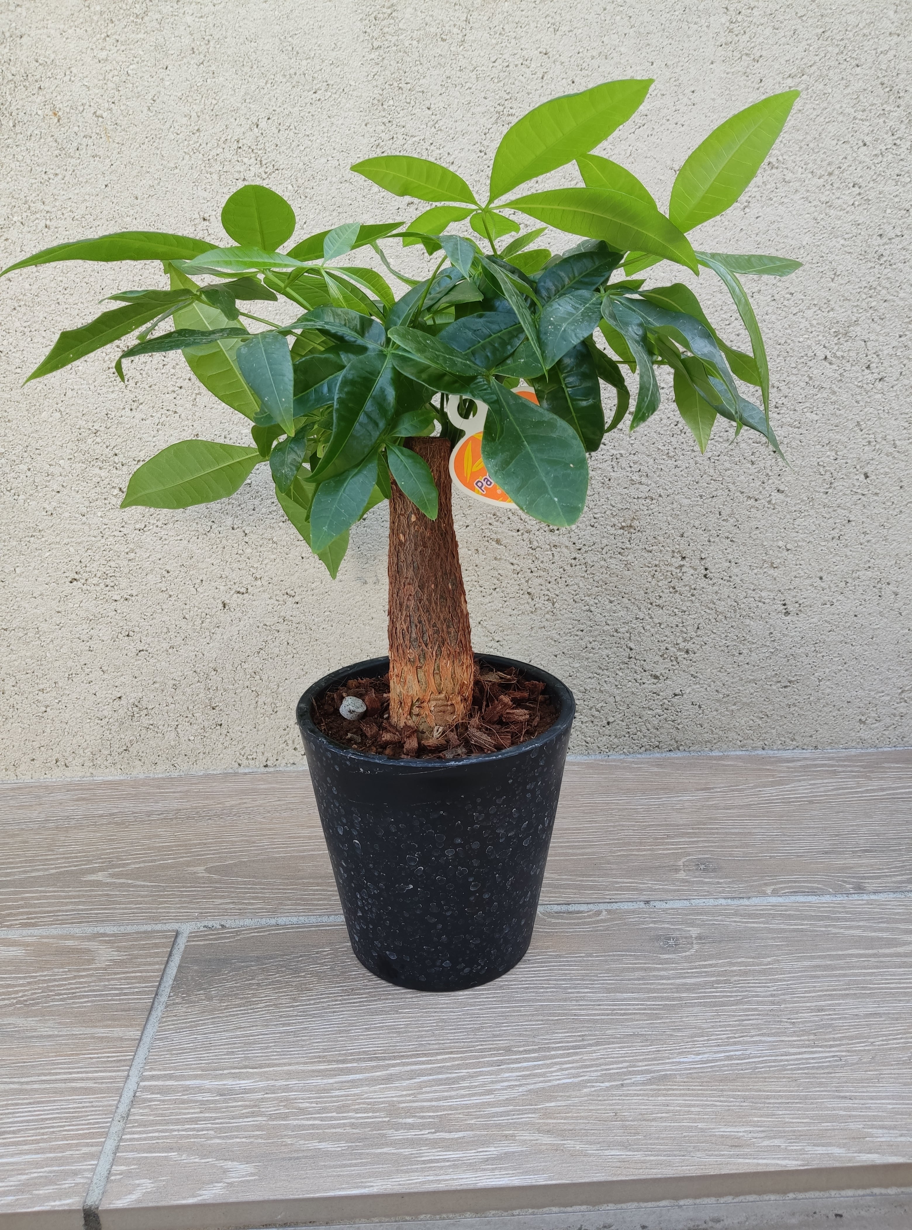 現品】Grevillea robusta グレビレア・ロブスタ 8号鉢 4G グレビレア