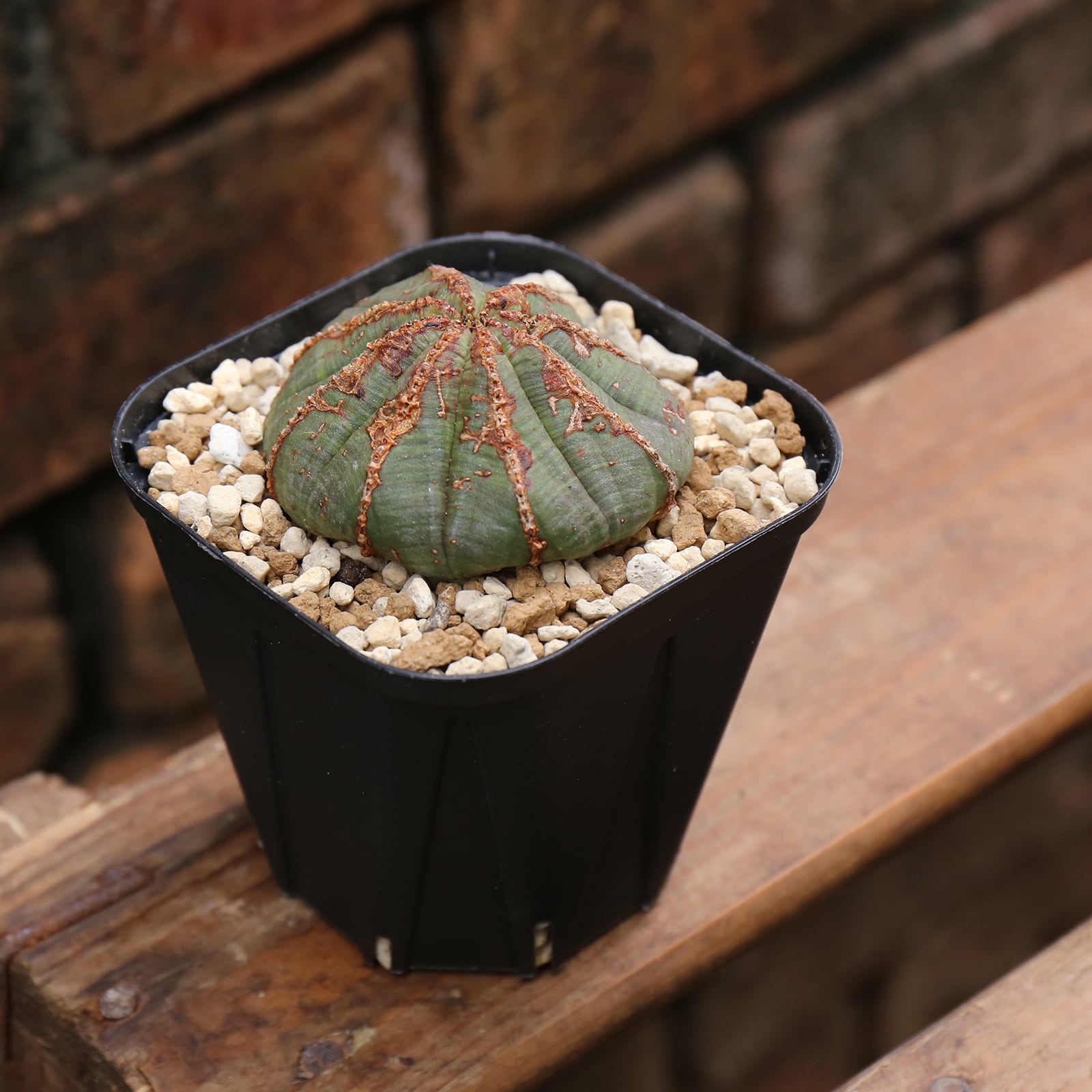 斑入り木質化鸞鳳玉 サボテン 検索ユーフォルビア バリダ オベサ ホリダ