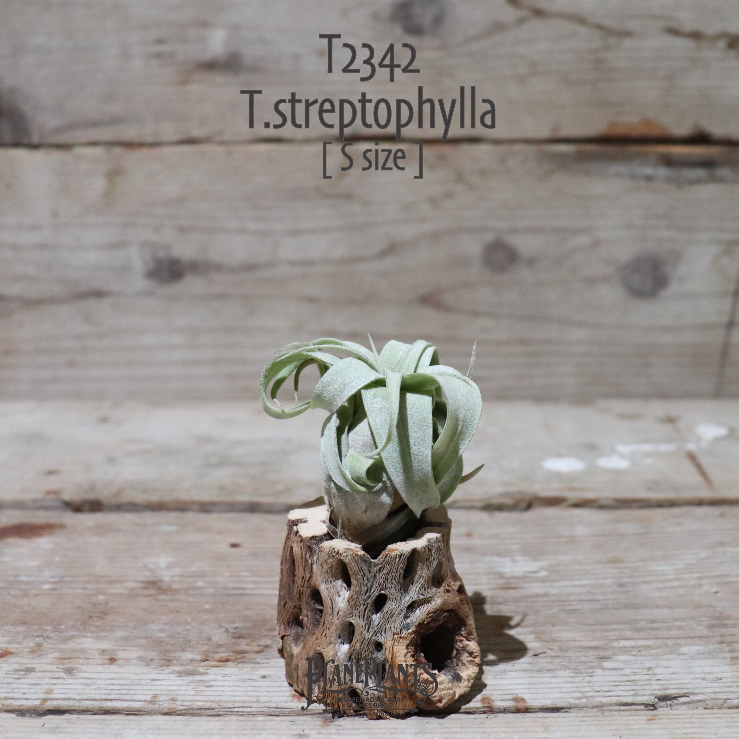 【送料無料】ストレプトフィラ S〔エアプランツ〕現品発送T2342