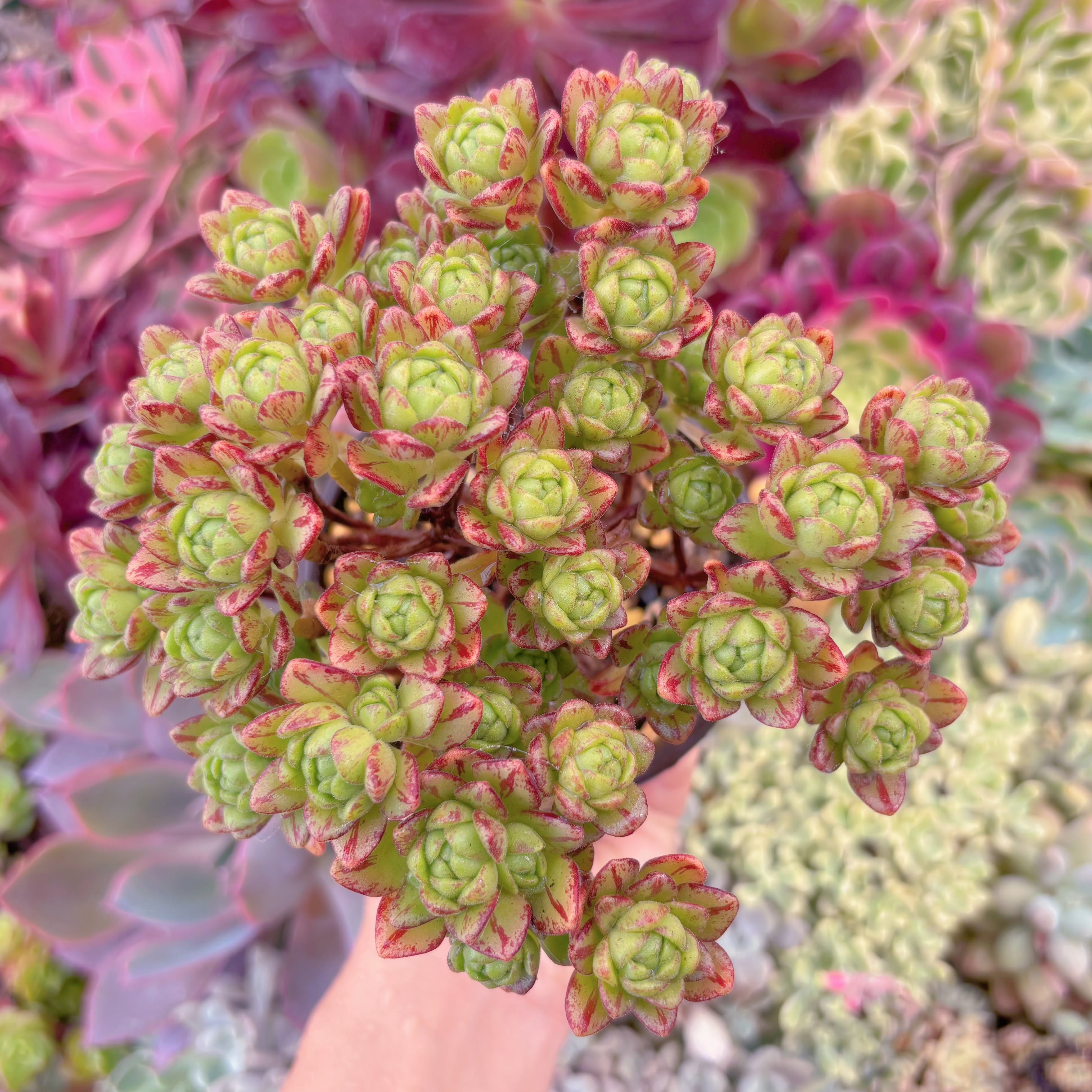 現品　little fox#067　群生　新入荷　るる農園