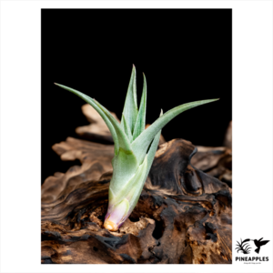 Tillandsia iglari (From EU)