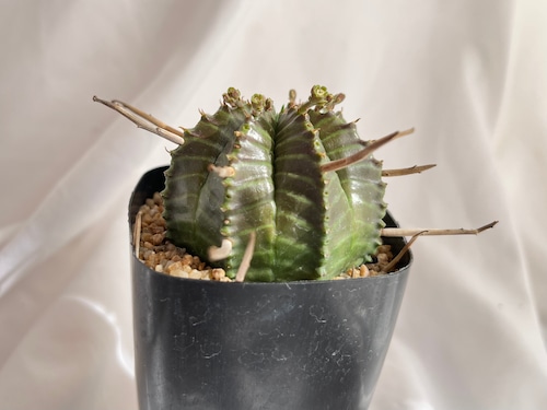 Euphorbia valida　ユーフォルビア　バリダ　多肉植物