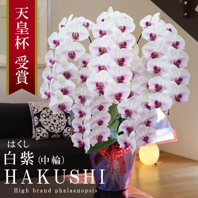 胡蝶蘭 花 綺麗 インテリア コチョウラン 大量 安い 引き取り 配達用(広島市内) 大輪胡蝶蘭7本立（9〜10輪） 白・ピンク ミックス