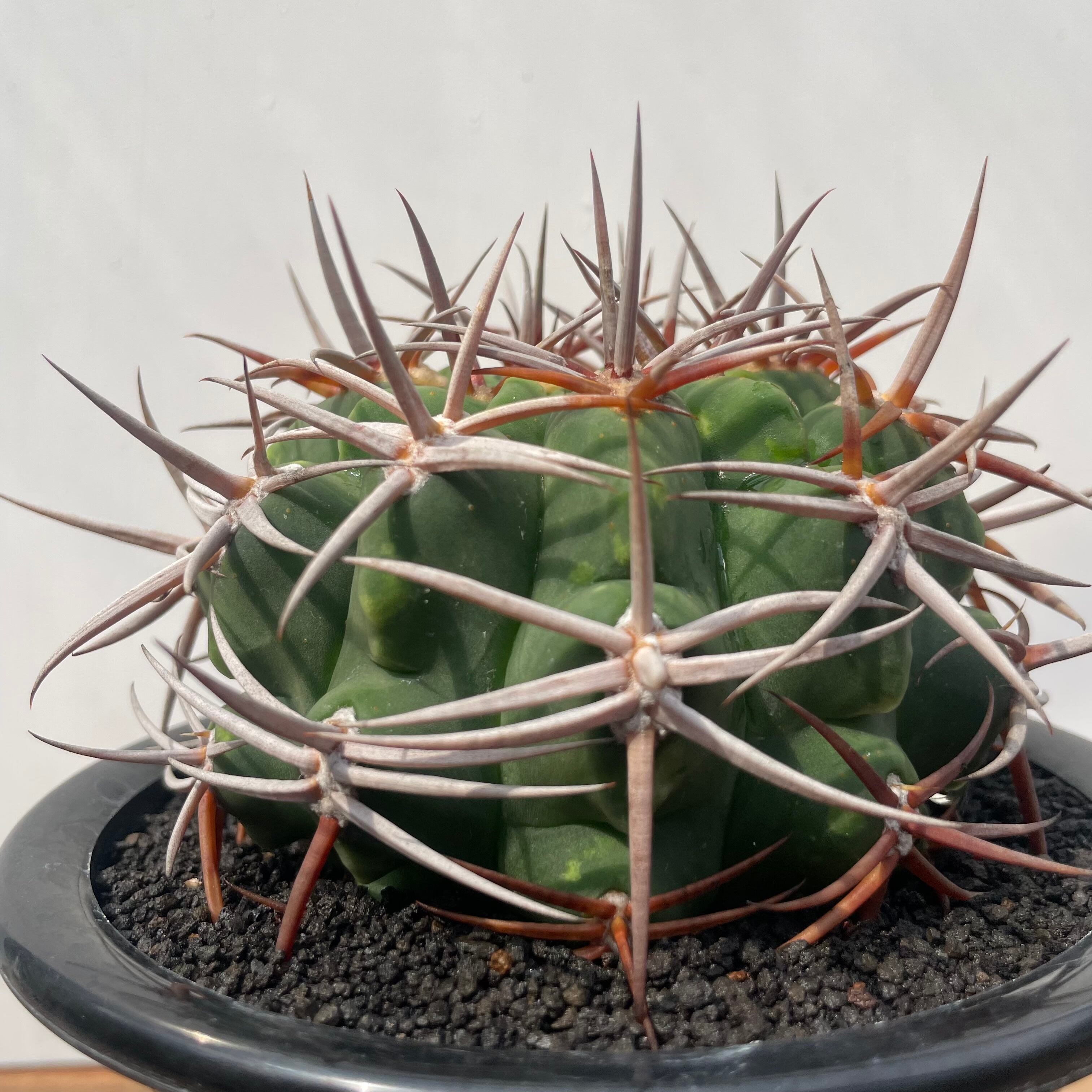 秋のインテリア】ギムノカリキウム フェロシオール 希少 自根 横幅7