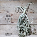 【送料無料】ドゥラティ XL〔エアプランツ〕現品発送T1694