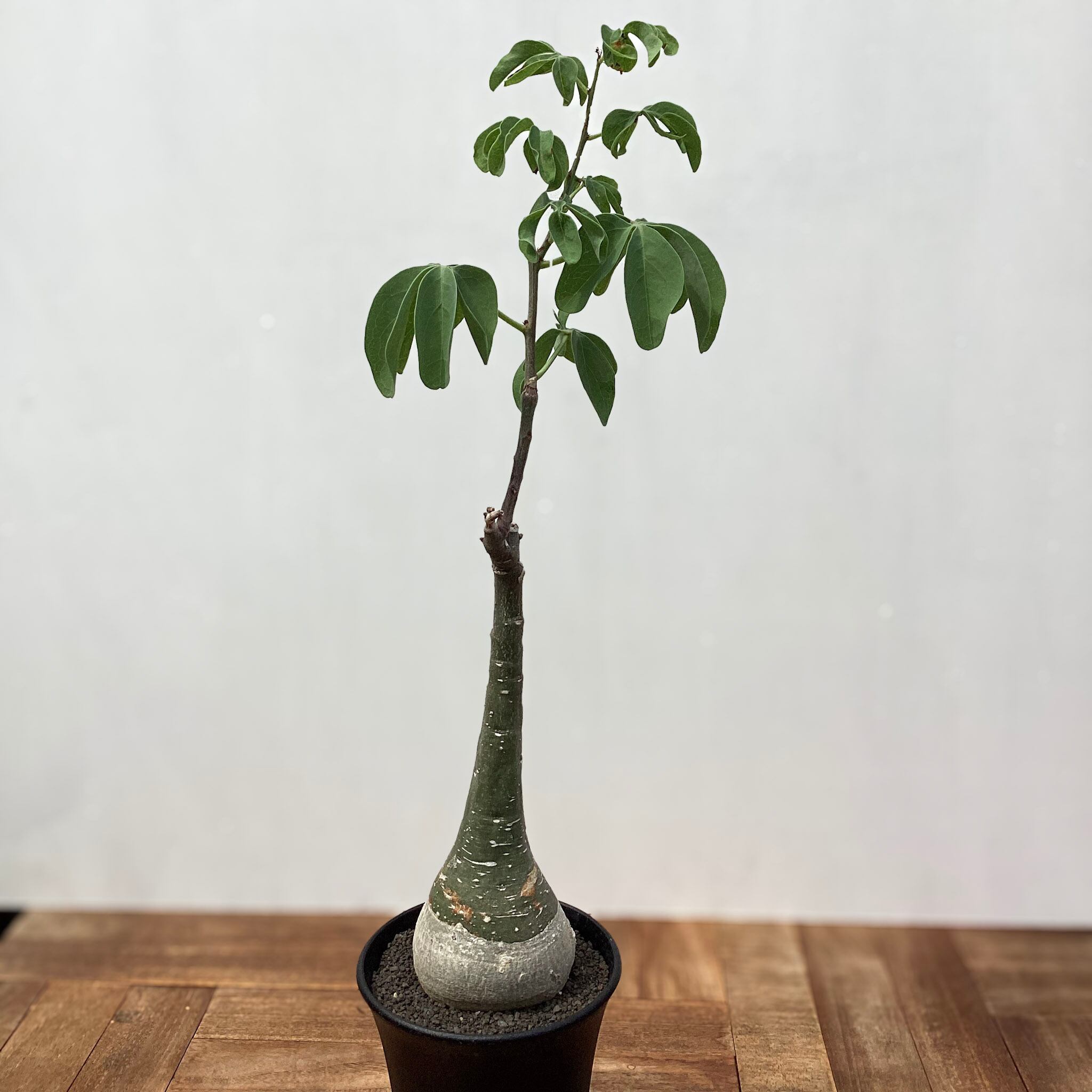 アデニア グラウカ 実生 Adenia glauca【アデニア・グラウカ・実生】 | RIMO'S GREEN 【Saboten