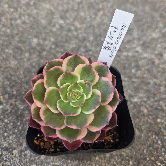アエオニウム　ピンク芙蓉