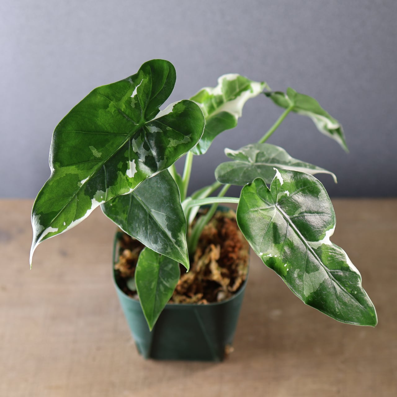 575『斑入り クワズイモ』観葉植物【送料無料】 | MARX PLANTS | 観葉