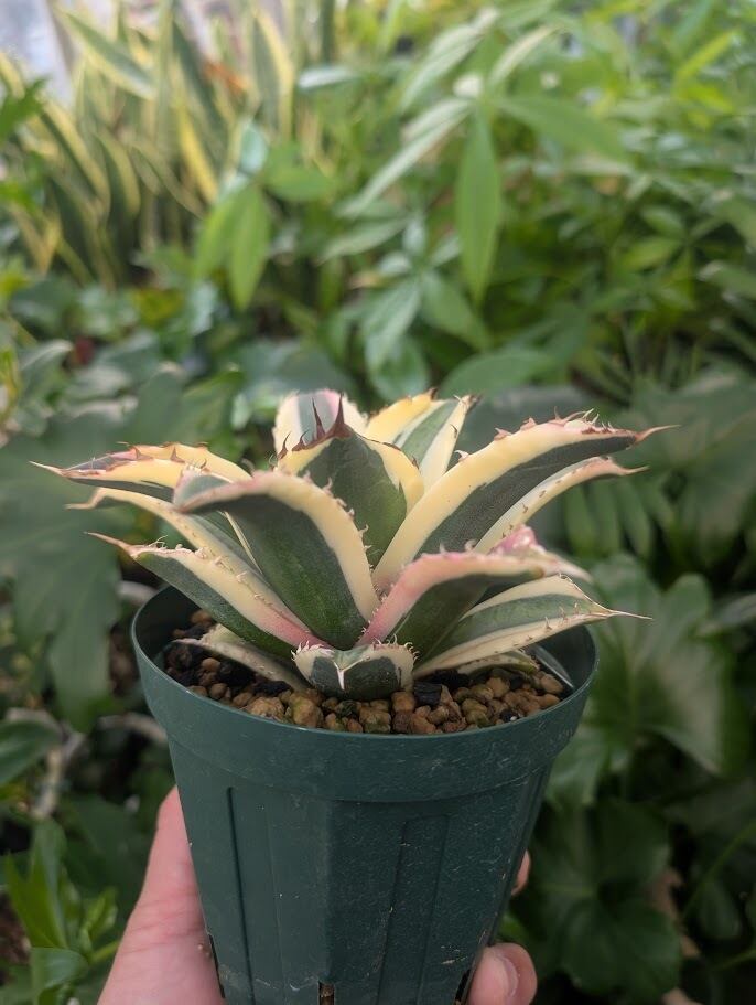 アガベ チタノタ スナグルトゥース ST25 | 多肉植物ハオルチア・アガベ