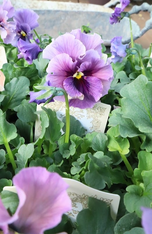 ビオラ『レディ』 3号ポット 1苗 寄せ植え 花 | SaqueSifone（サク