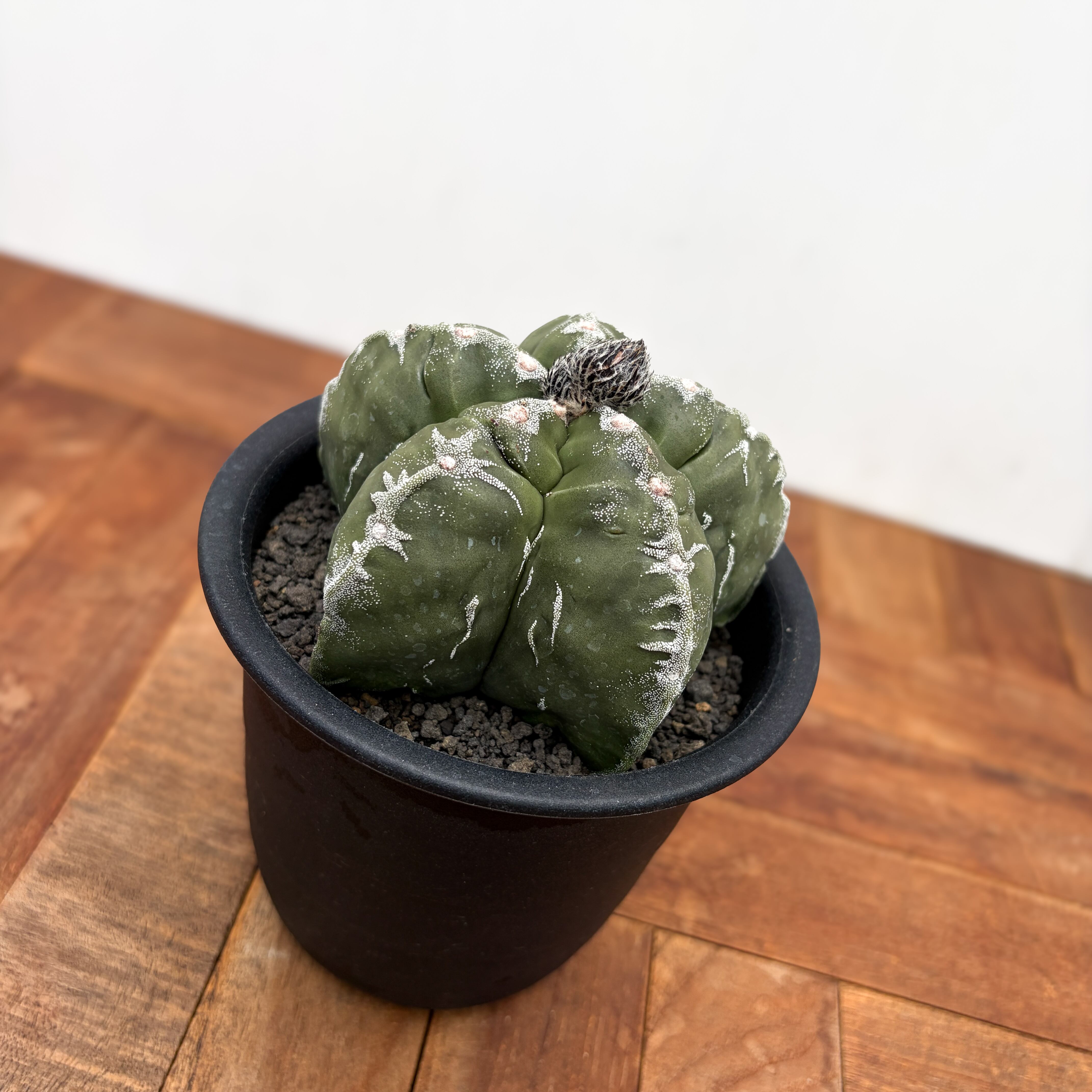 Astrophytum 雪陵亀甲ランポー | RIMO'S GREEN 【Saboten & Succulent】