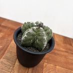 Astrophytum 雪陵亀甲ランポー