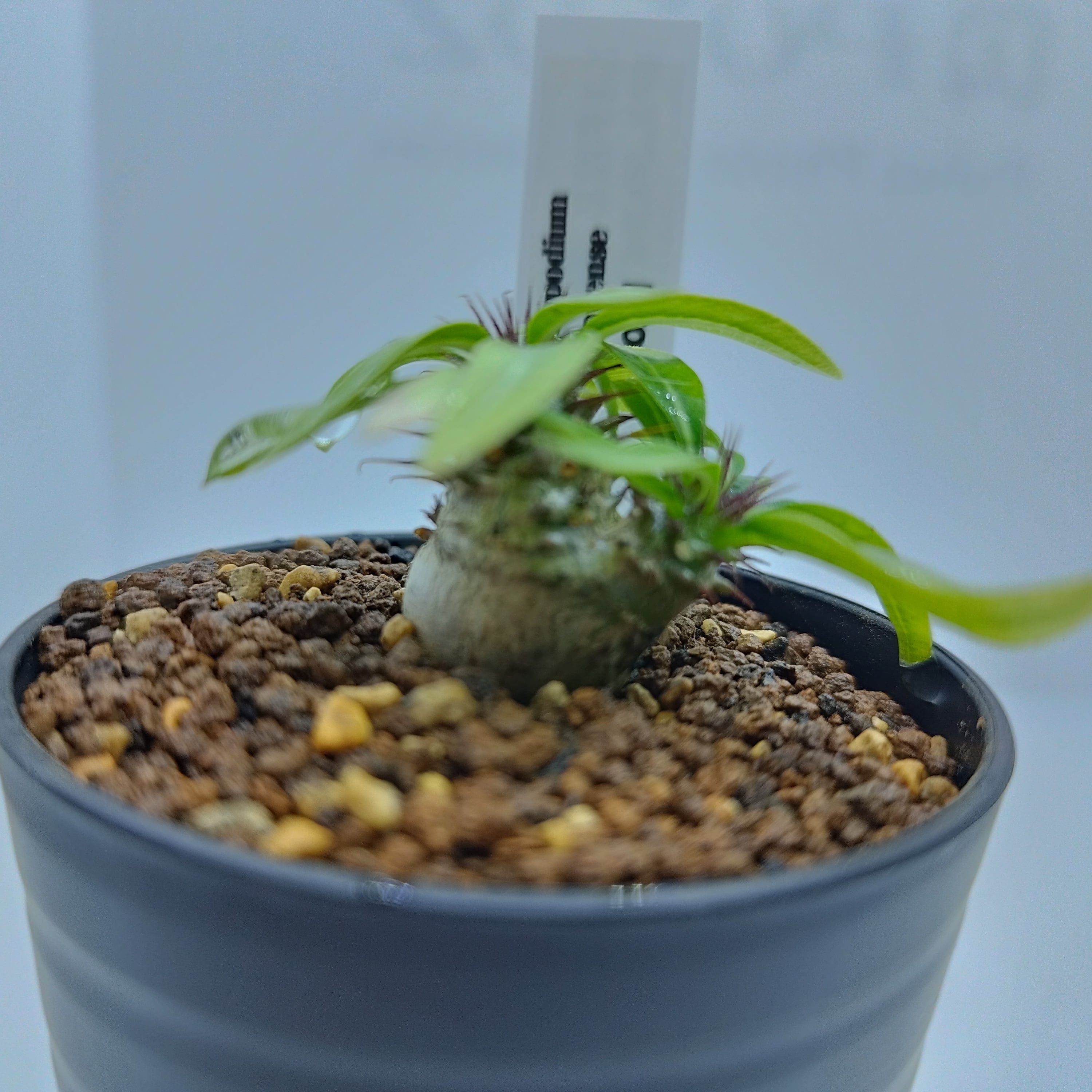 塊根植物 パキポディウム グラキリス×マカイエンセ 実生 良型 639