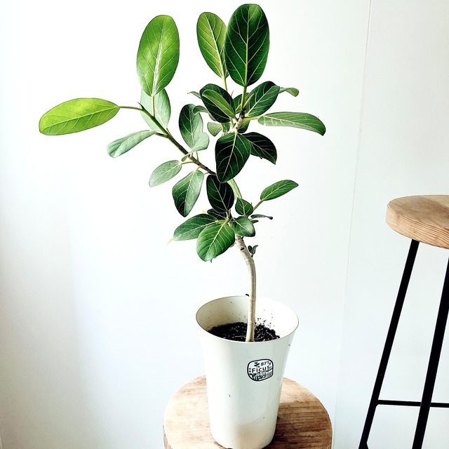 【Luxury Plants】フィカス ベンガレンシス 陶器鉢仕立て