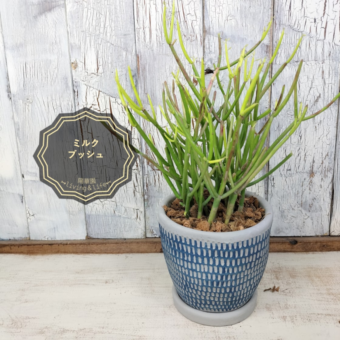 ミルクブッシュ 観葉植物 | Pay ID ミルクブッシュ 観葉植物 | Pay ID
