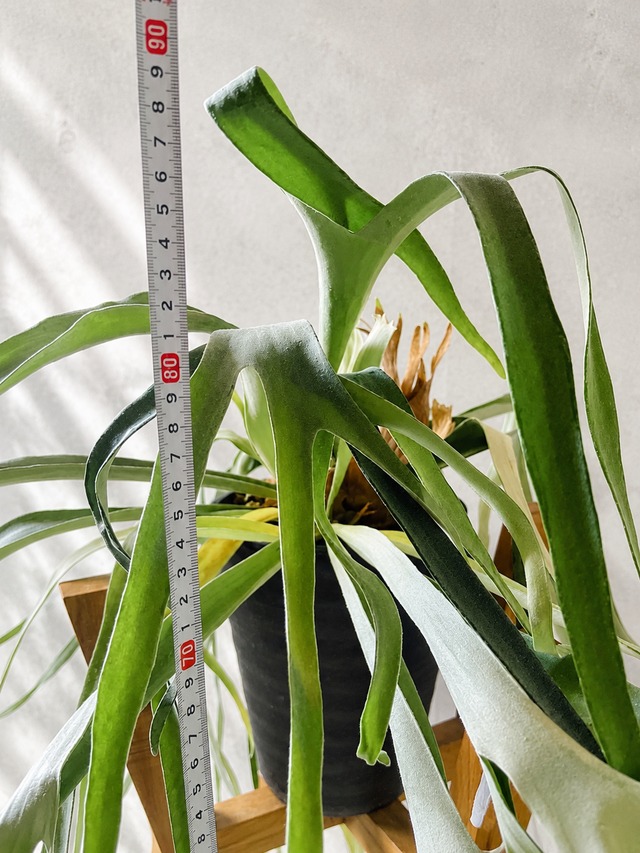 【特大株】ビカクシダ・ヴィーチー（8号鉢） / Platycerium veitchii 観葉植物 calm cafe