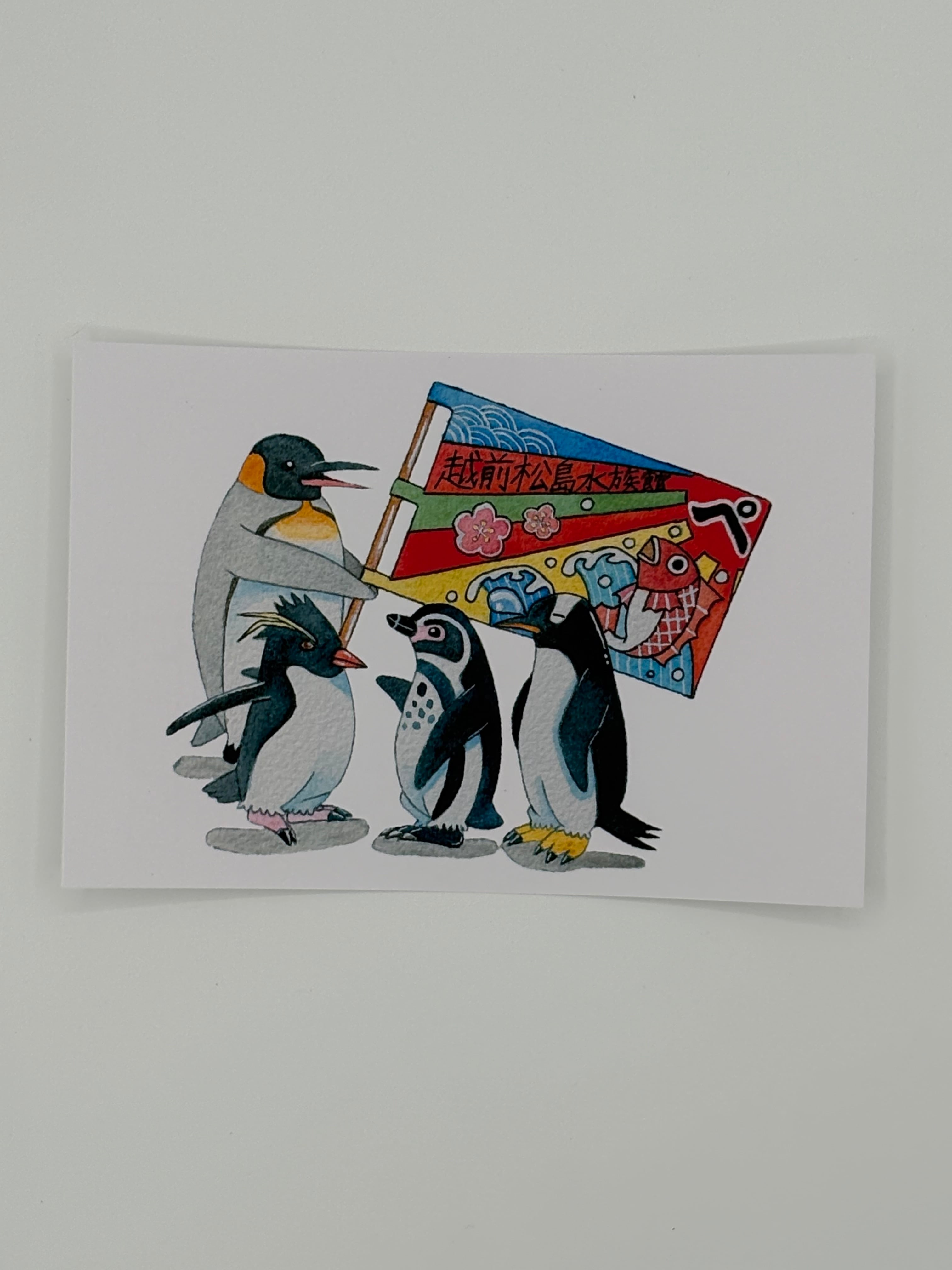 ポストカード【全13種類】 | 越前松島水族館 ONLINE SHOP