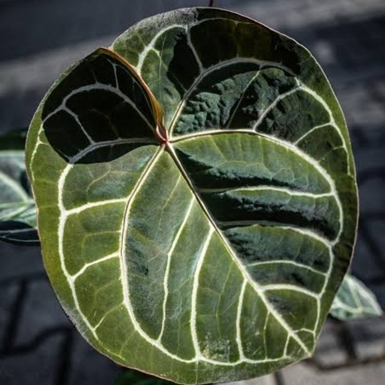 【交配種】アンスリウム クリスタリナム×マグニフィカム / Anthurium