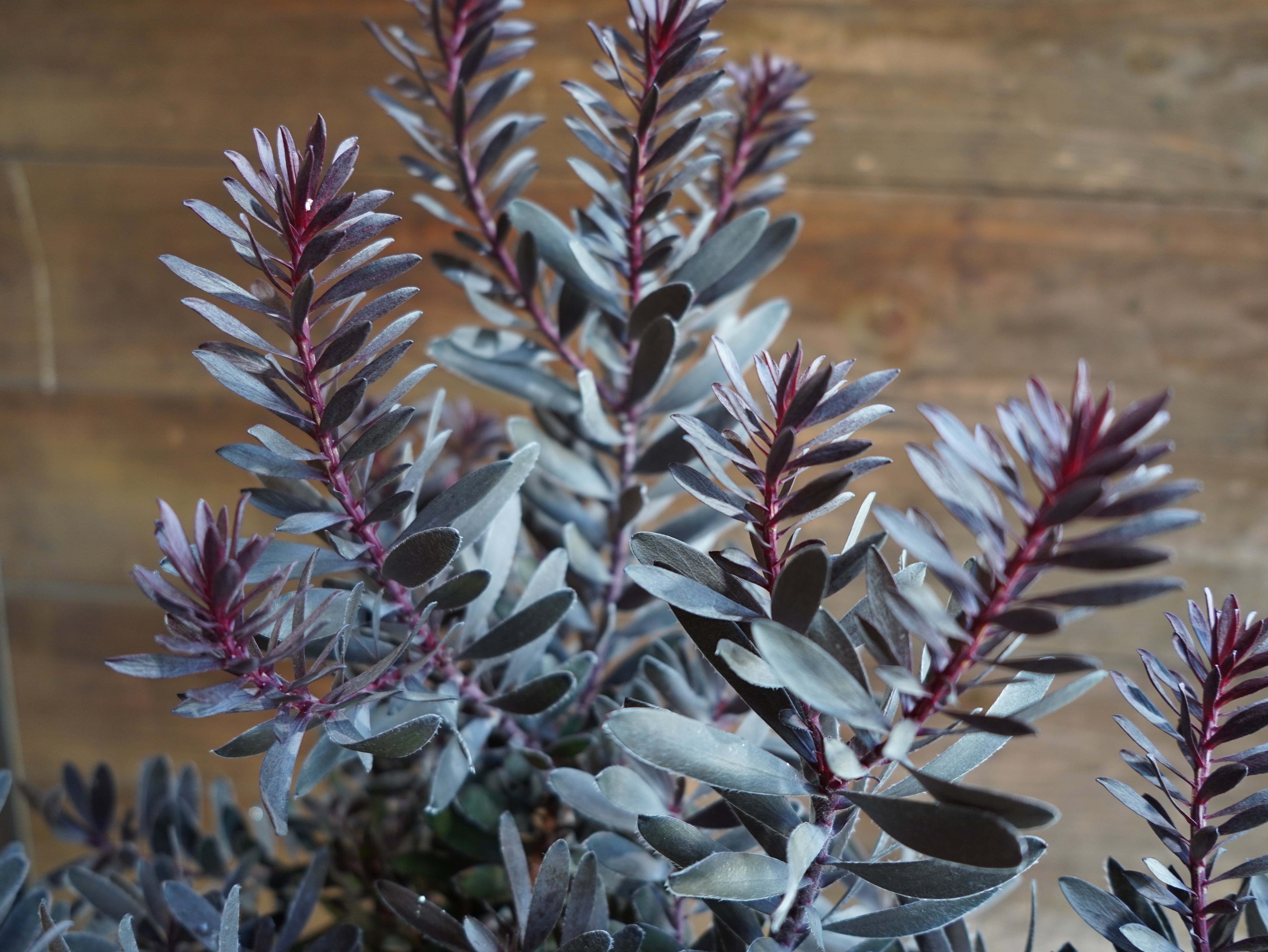 【現物】リューカデンドロン　”デュリフ”　A